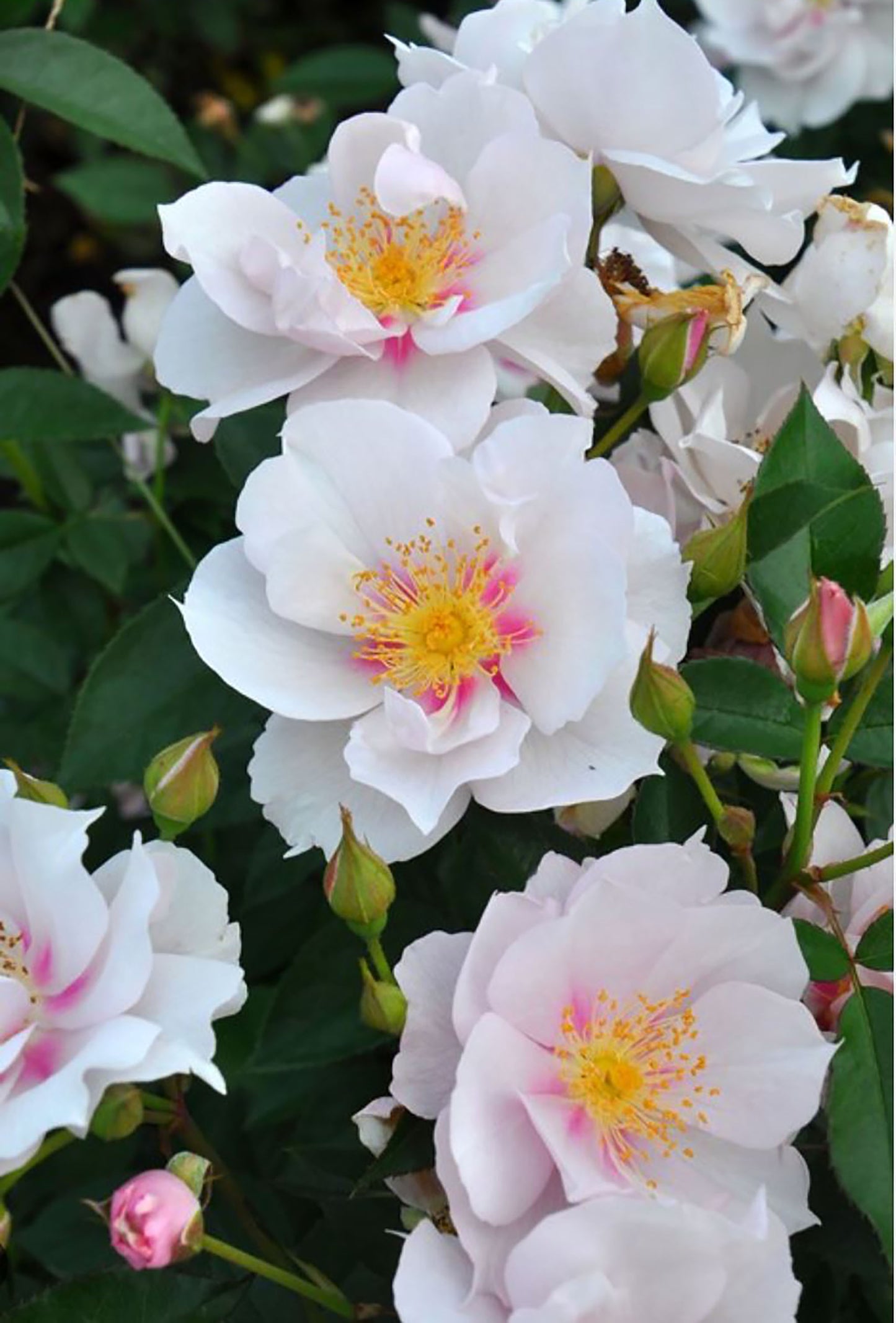 #SPJ047 ,Coup de Coeur 一见钟情,Japanese Floribunda Rose, Disease-Resistant, Non-Grafted/Own Root.