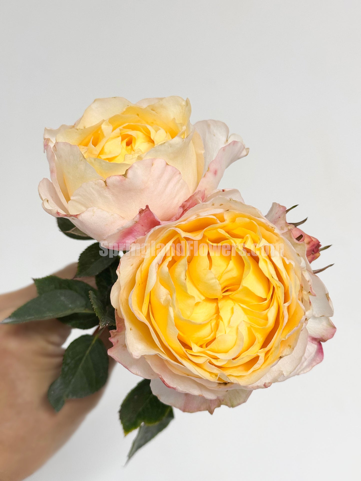 #SPC196,NEW! Custard Bun 包子美人,Chinese Floribunda Rose, Non-Grafted/Own Root.