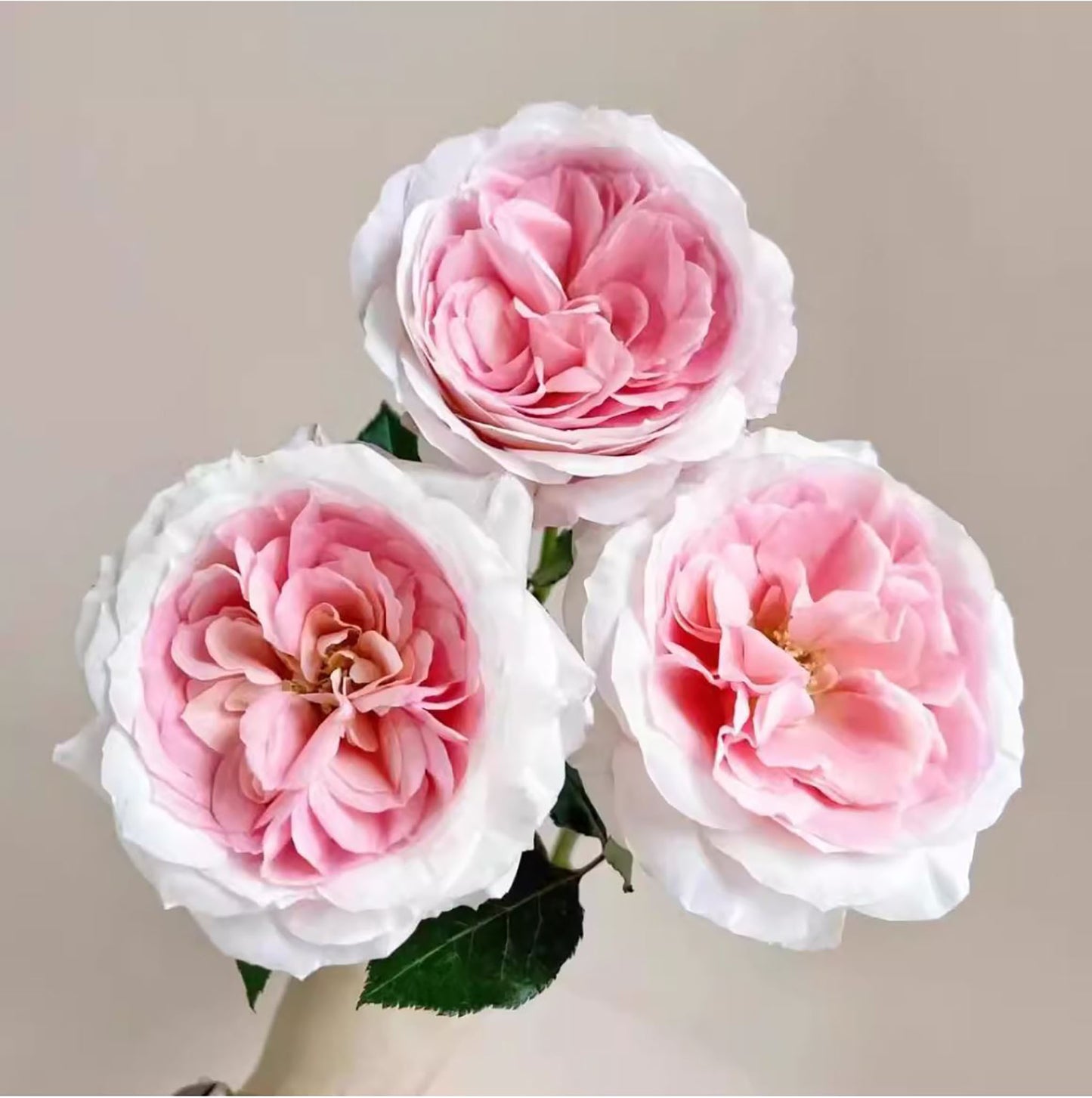 Mayra's Bridal Pink 粉色梅拉新娘, Florist Shrub Rose,Upright, Heat-tolerant, disease-resistant, Non-Grafted/Own Root.