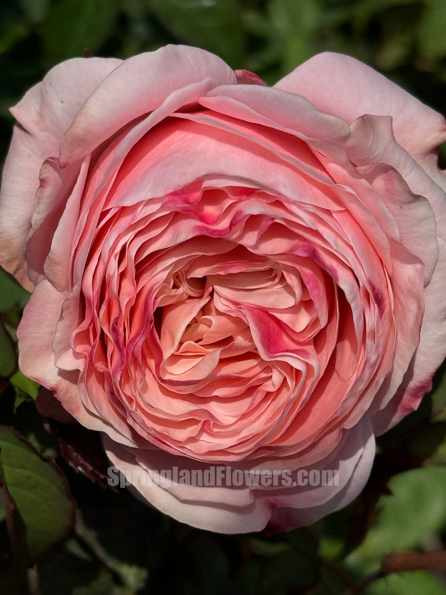 #SPC223,NEW 2022! Strawberry Droplet/FangZi 芳姿,Shrub Rose, 天狼月季,Strong Disease Resistance, Non-Grafted/Own Root.