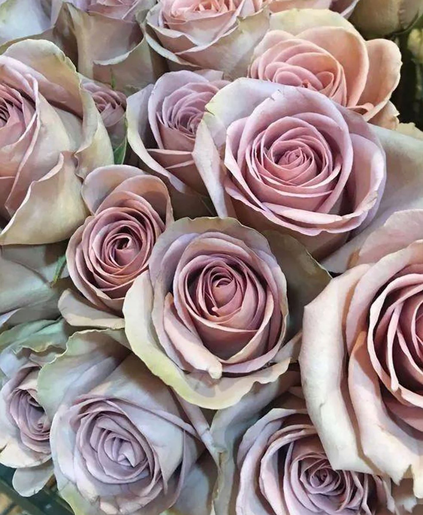 #SPF005,Amnesia 失忆, French Florist Shrub Rose, Non-Grafted/Own Root.