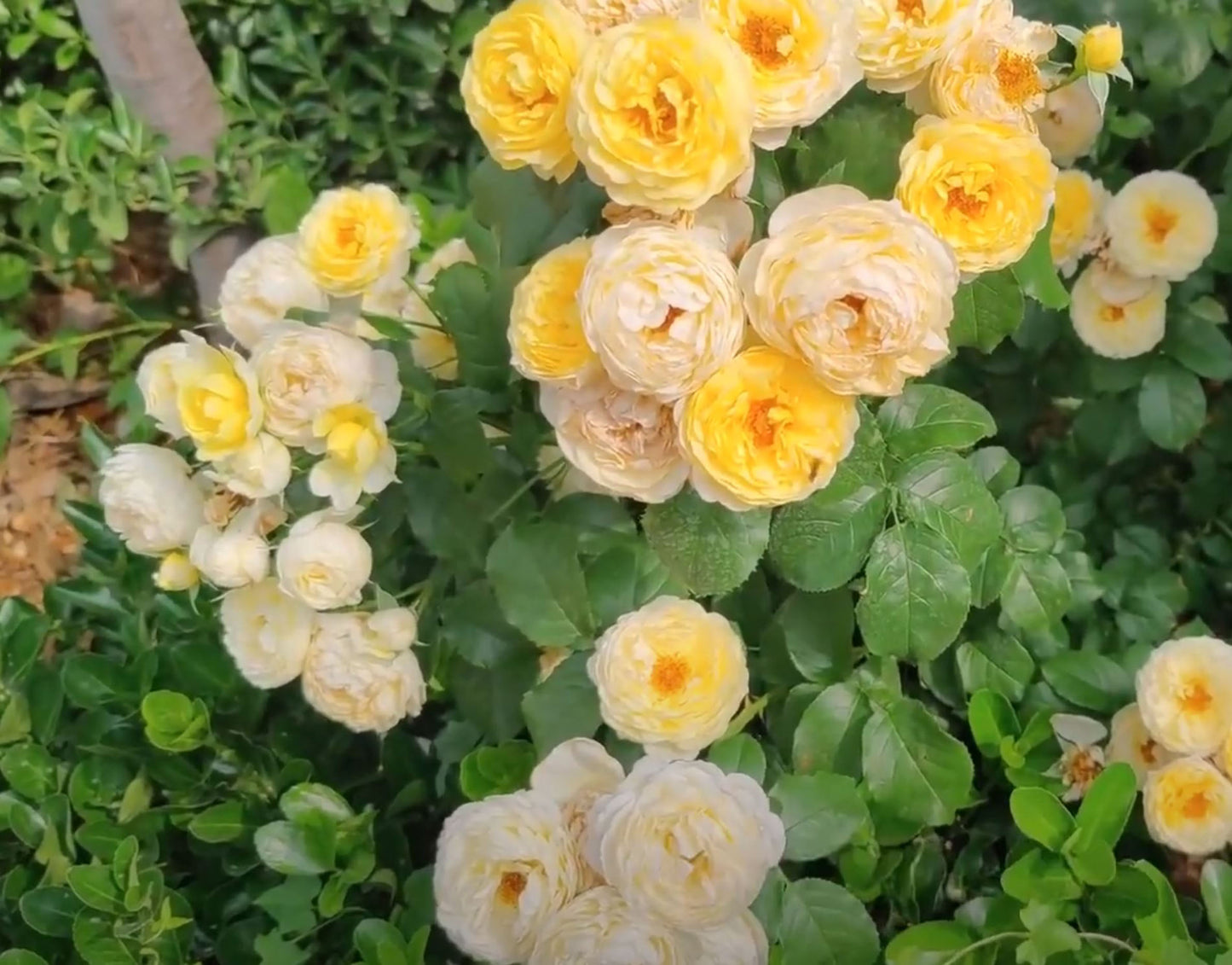 #SPF247,Extremely Similar to Chateau de Cheverny 黄金城堡,Climbing & Shrub Roses, Non-Grafted/Own Root.