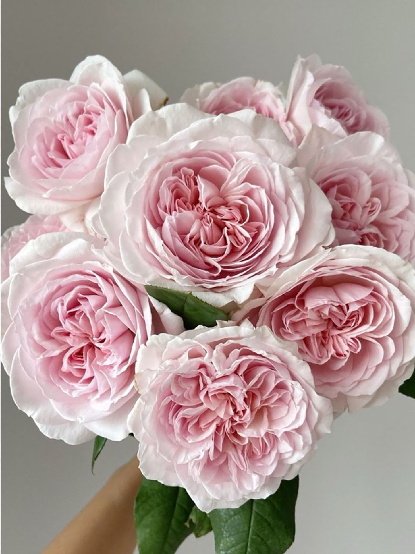 #SPJ257,Les Fraises 草莓奶昔, Japanese Shrub Rose, Large, Upright, Heat-tolerant, disease-resistant, Non-Grafted/Own Root.