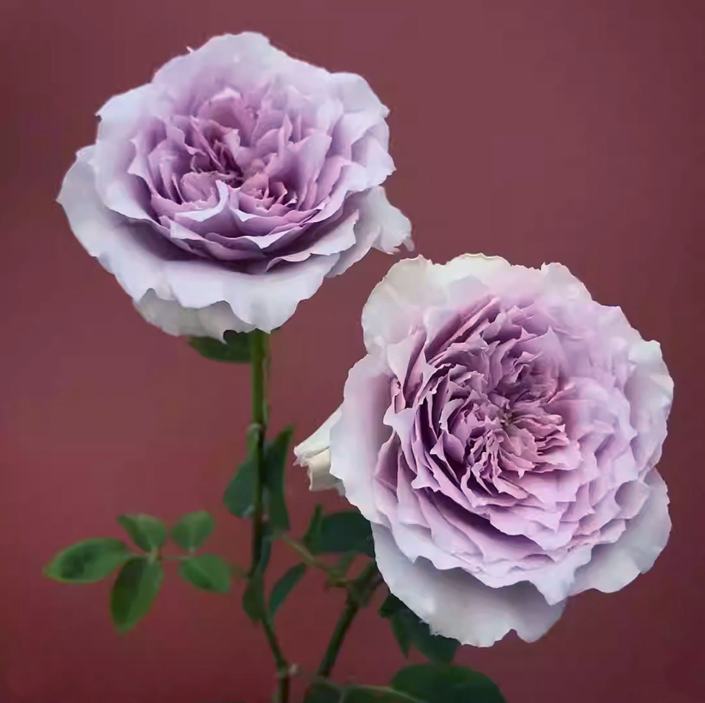 #SPJ007 , extremely similar to Antique Watch 古董怀表, Japanese Shrub Rose, Non-Grafted/Own Root.