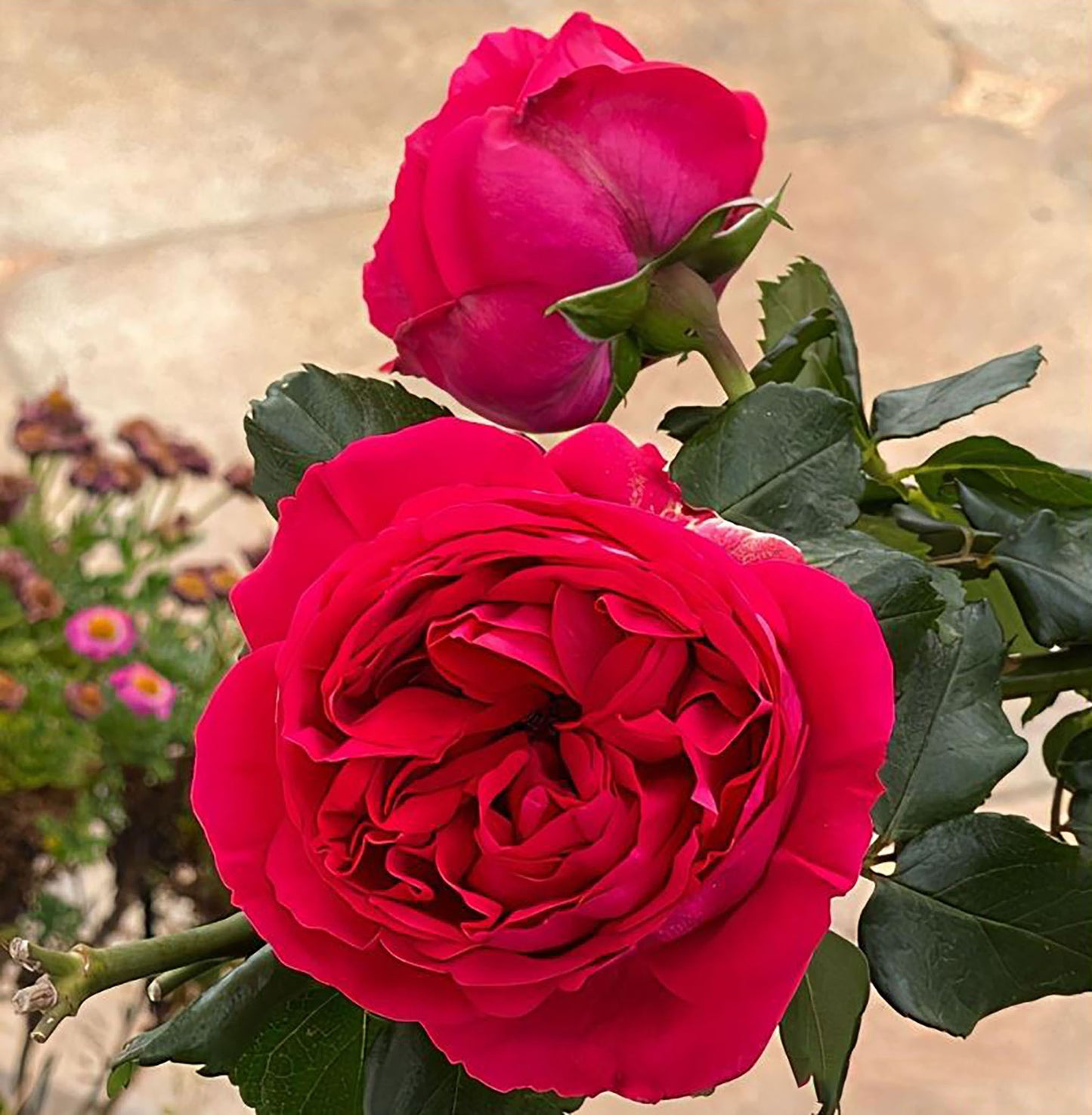Red Eden 红色龙沙, Climbing Rose, Non-Grafted/Own Root.