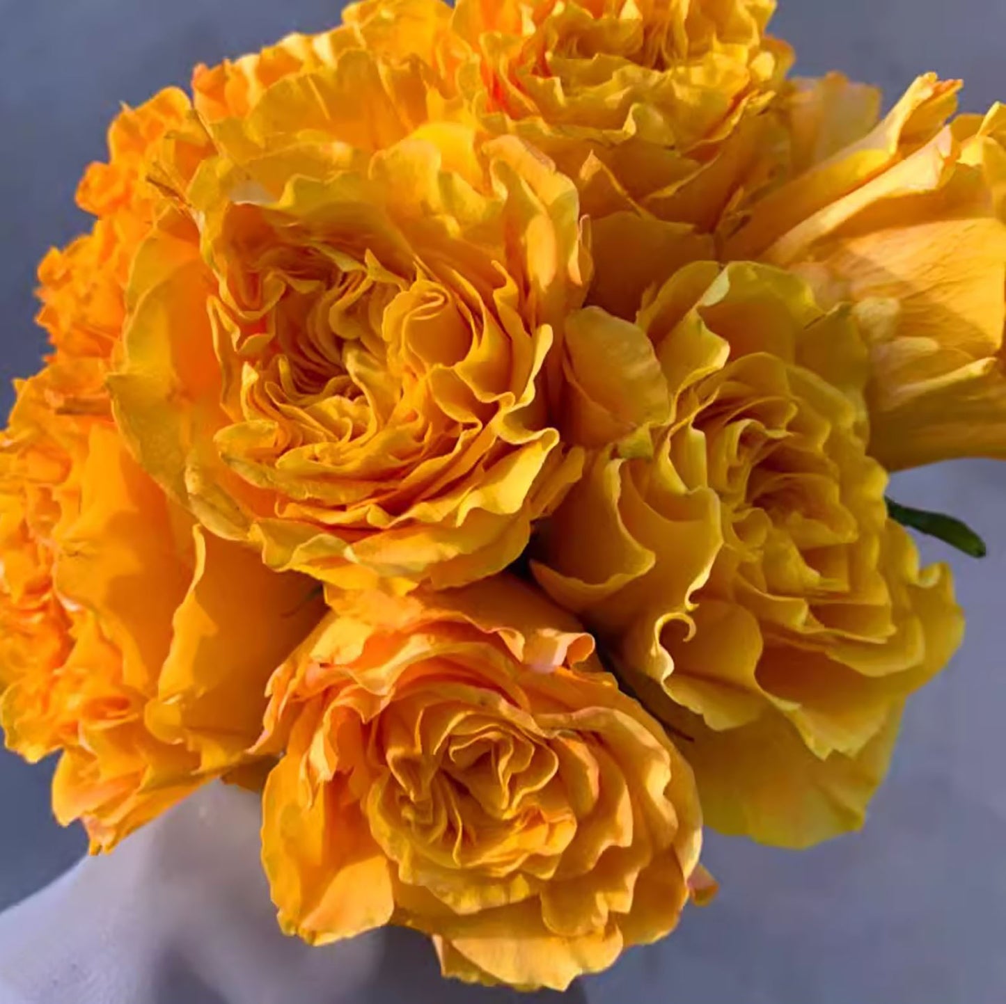 #SPJ270, Mango Lieber 芒果酒吧 ,Japanese Shrub Rose, Large Bright Orange Flower, Non-Grafted/Own Root.
