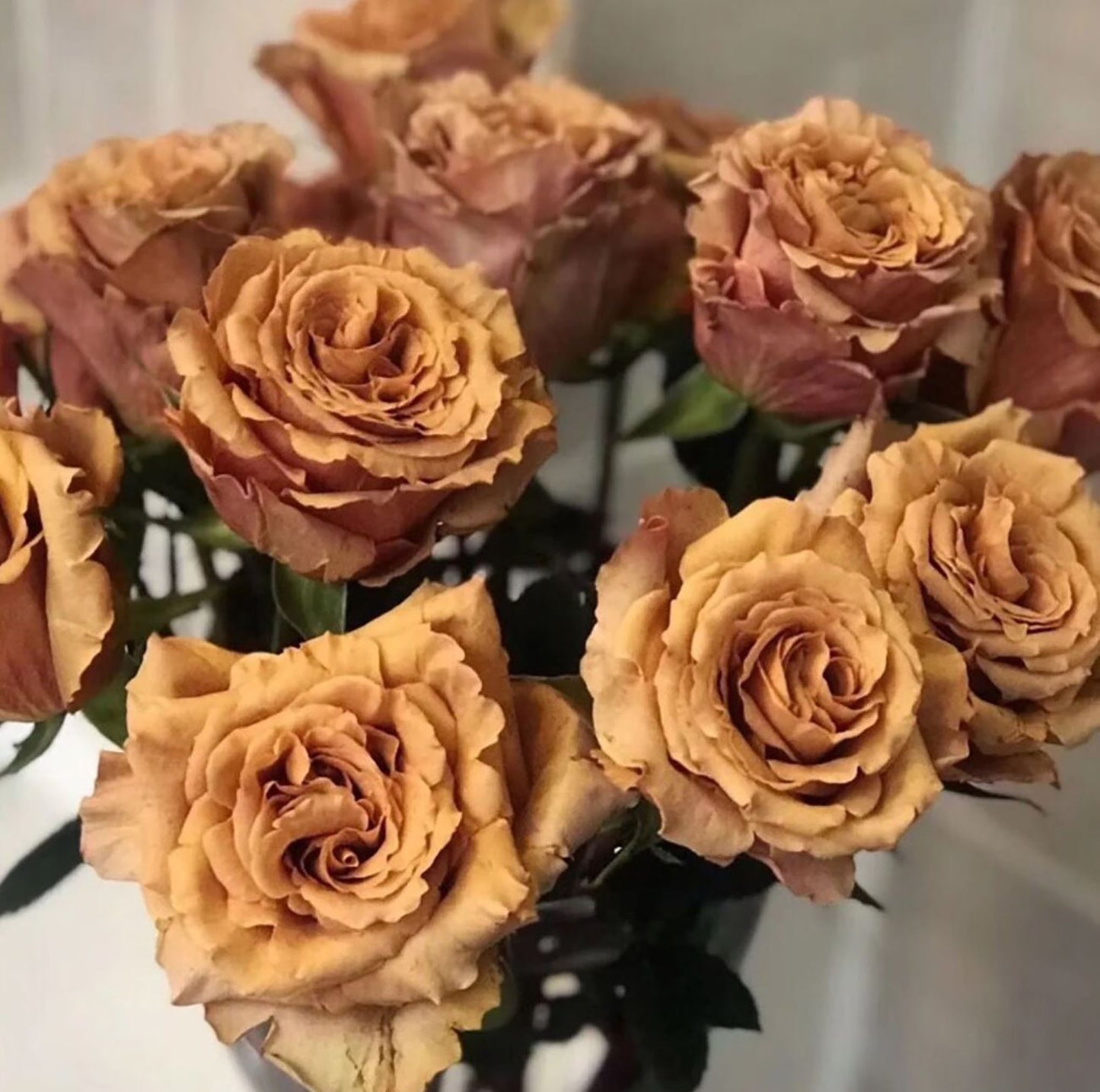 #SPQ069, Toffee 太妃糖, Shrub Rose, Strong Disease Resistance, Long flowering period, Non-Grafted/Own Root.
