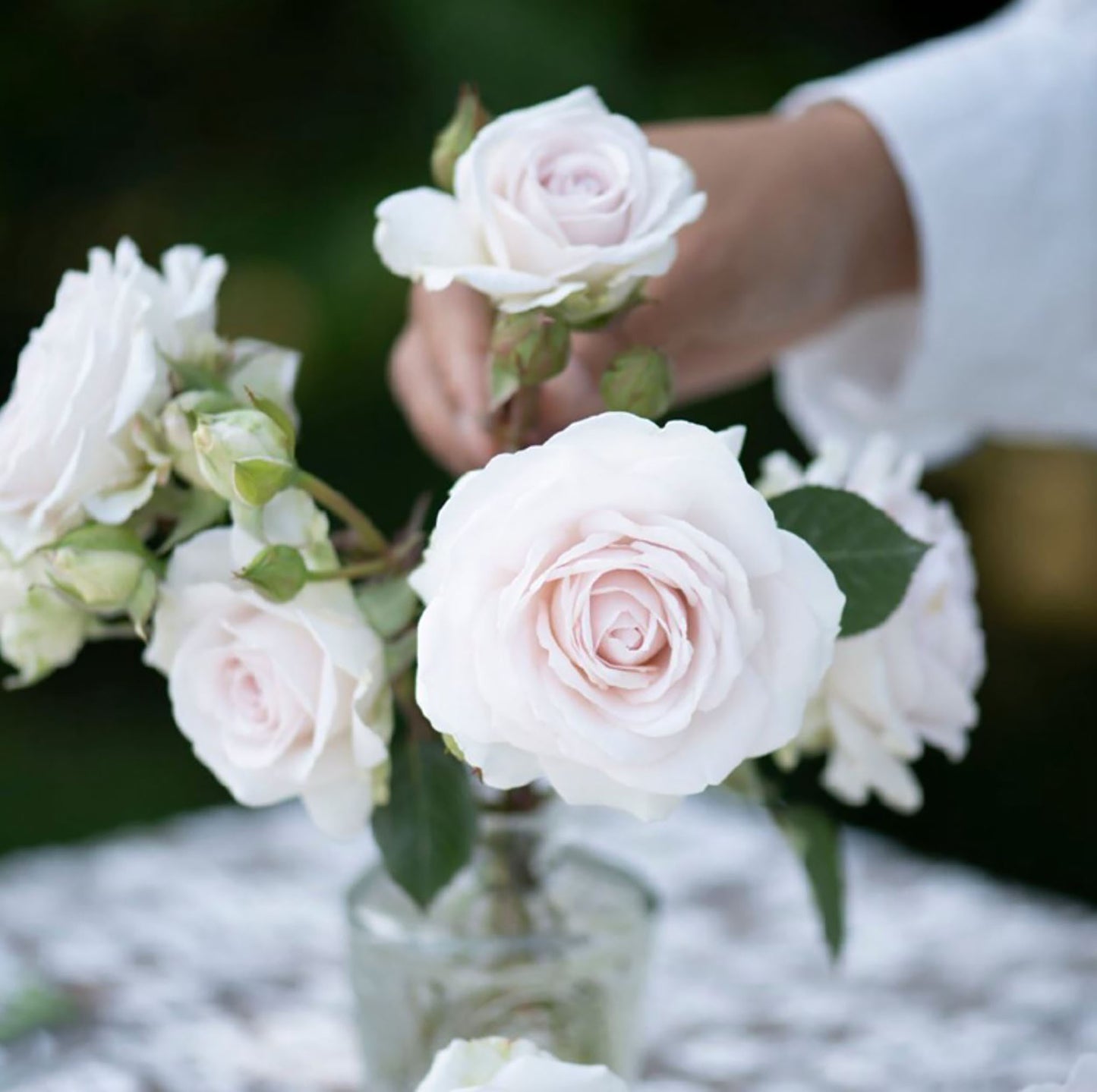 NEW ! 2021. Tranquil Dawn 青霜,Floribunda Rose,Heat-tolerant, disease-resistant, Non-Grafted/Own Root.