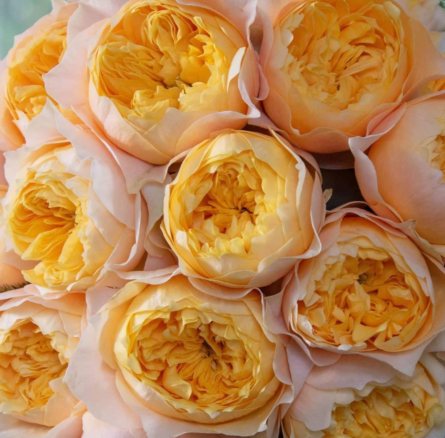 #SPN073, Golden Vuvuzela 金色珊瑚心, Florist Shrub Rose, Non-Grafted/Own Root.