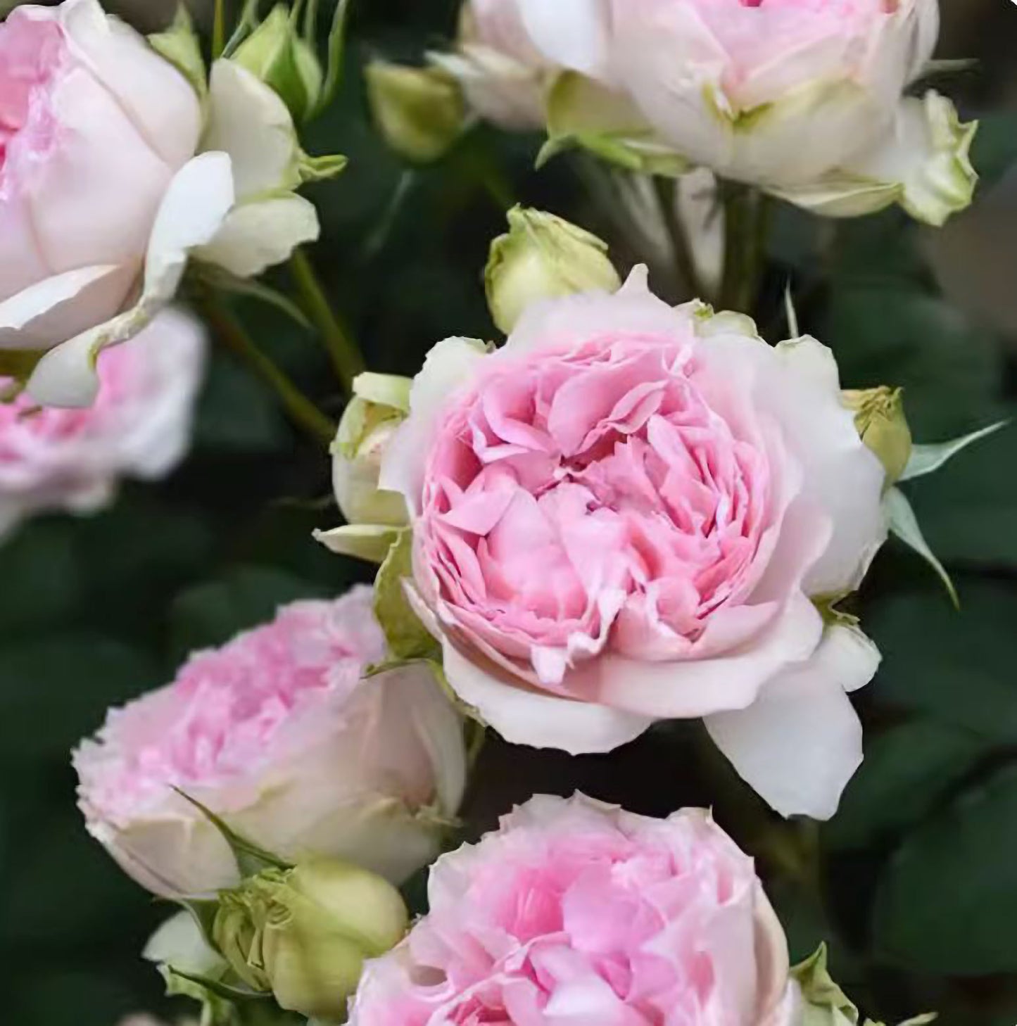#SPJ141,NEW ! 2022. Four Seasons 四季,Japanese Floribunda Rose, Disease Resistance, Strong Fragrance, Non-Grafted/Own Root.