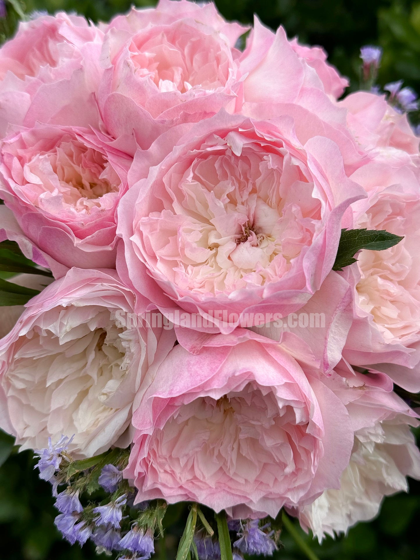 #SPJ093,Le Rire 乐咲, Japanese Florist Shrub Rose. Strong Fragrance,Thornless, Heat-tolerant, disease-resistant, Non-Grafted/Own Root.
