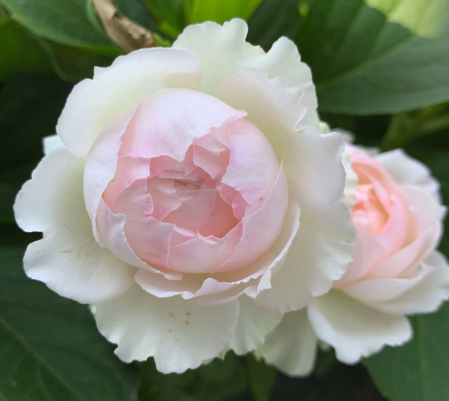 #SPJ174,M-Perzik 佩尔朱克 , Japanese Shrub Rose, Non-Grafted/Own Root.