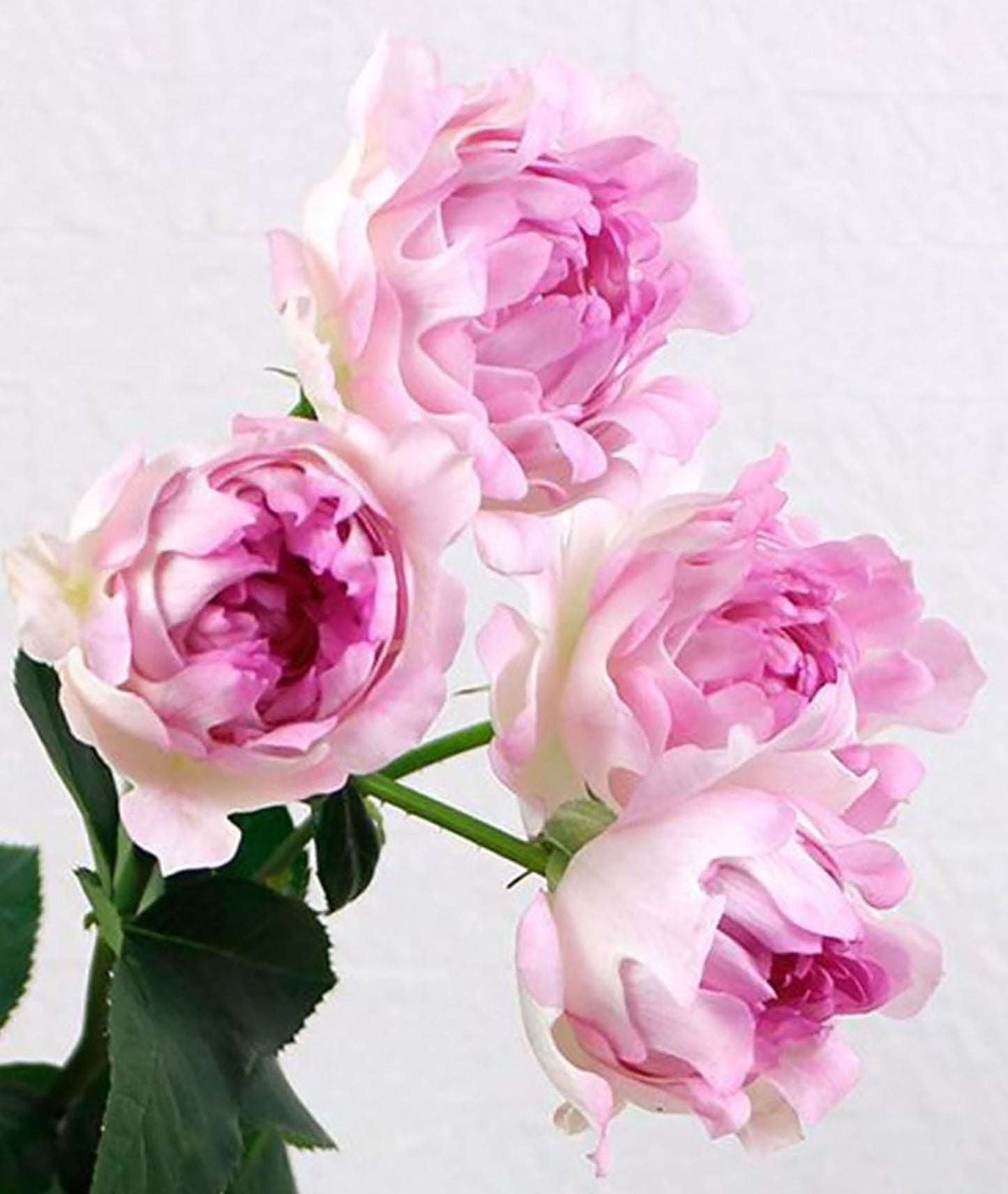 Sea Anemone 海的女儿, Shrub Rose, Non-Grafted/Own Root.