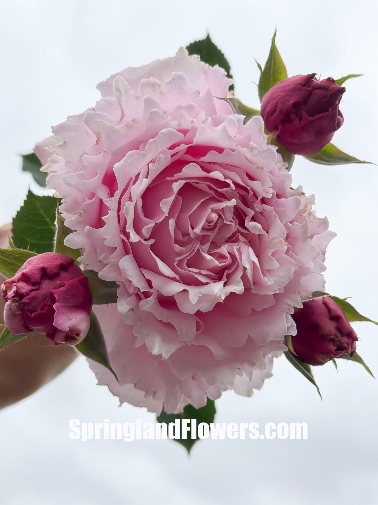 #SPF065,Sophie Rochas 索菲罗莎, Florist Shrub Rose, Non-Grafted/Own Root.