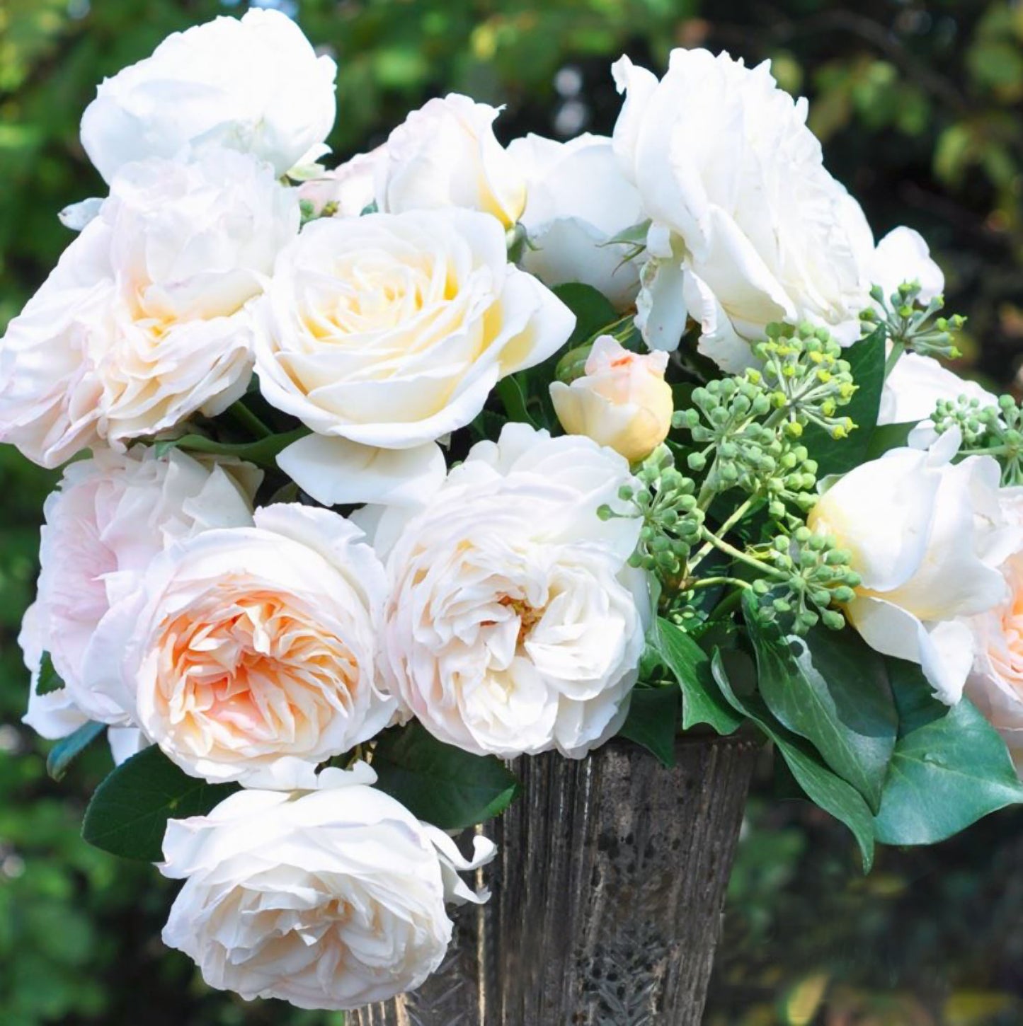 #SPF164,Camille Claudel 心之雕刻,Shrub Rose, Non-Grafted/Own Root.
