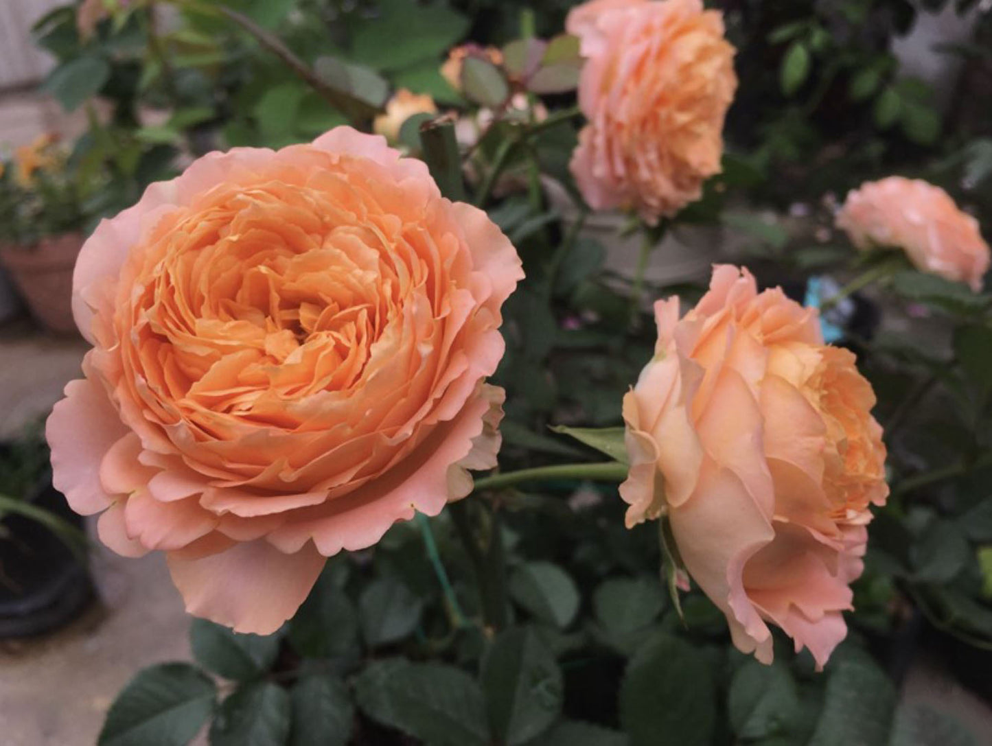 #SPN123,extremely similar to Apricot Lace 杏色蕾丝, Netherlands Florist Shrub Rose,Heat-tolerant, Non-Grafted/Own Root.