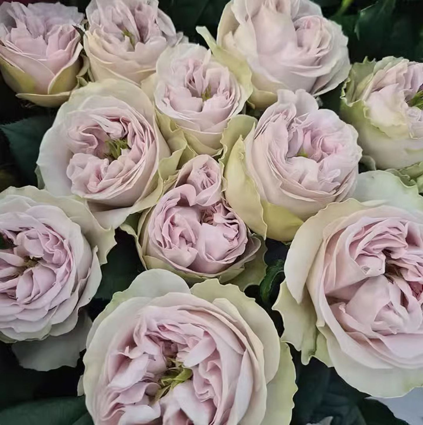 #SPN130,Extremely Similar to Shades of Grey 灰色阴影, Netherlands Florist Shrub Rose.