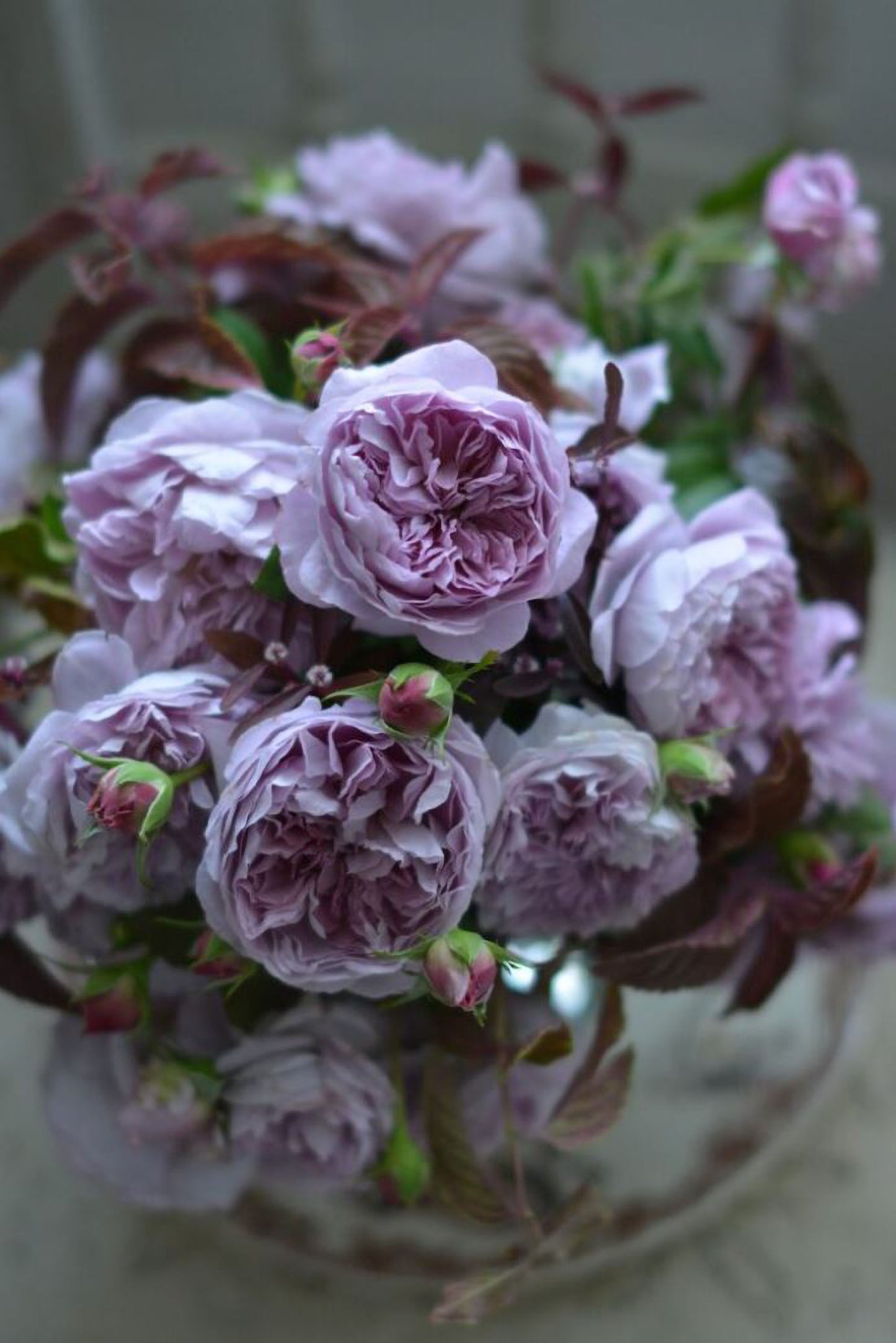 #SPJ132,NEW ! 2023. Rêverie 河本梦想, Japanese Floribunda Rose, Non-Grafted/Own Root.