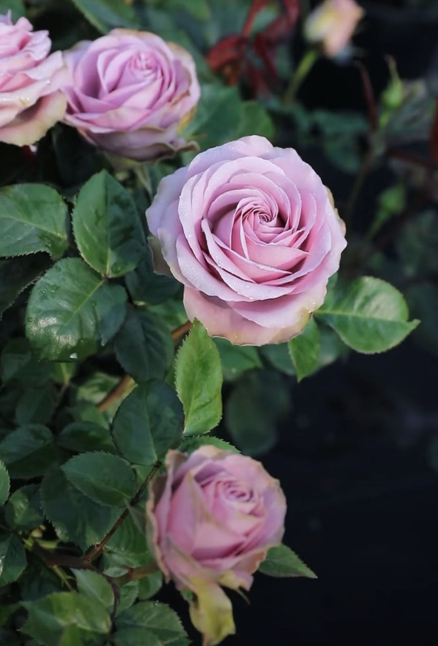 #SPN147, Tiara 罗马新娘,Florist Shrub Rose, Non-Grafted/Own Root.