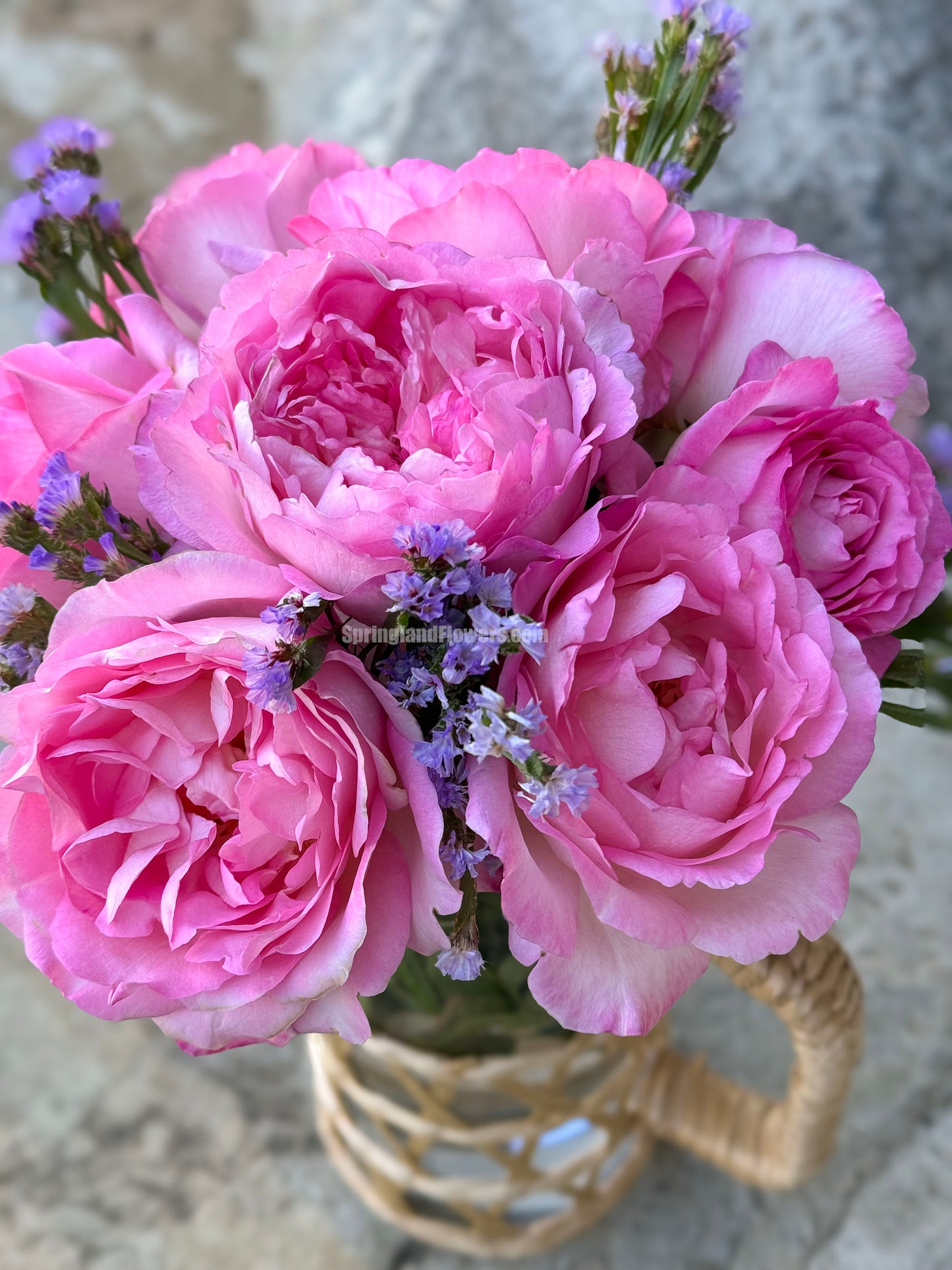#SPJ098,Rien Rose 河本绊,Japanese Floribunda Rose,Fragrant and Thornless, Strong Disease Resistance, Non-Grafted/Own Root.