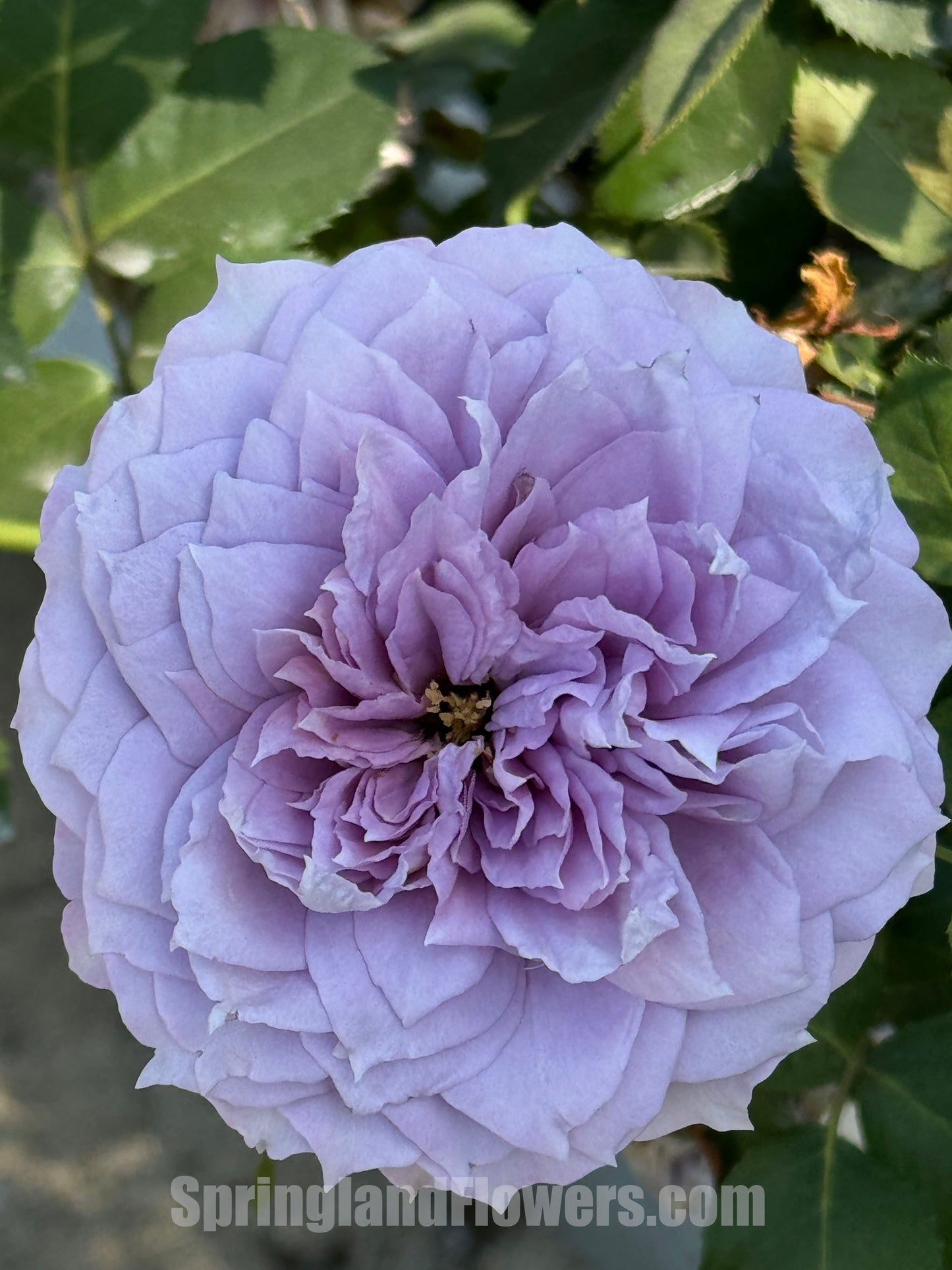 Novalis 诺瓦利斯, Floribunda Rose .Non-Grafted/Own Root.