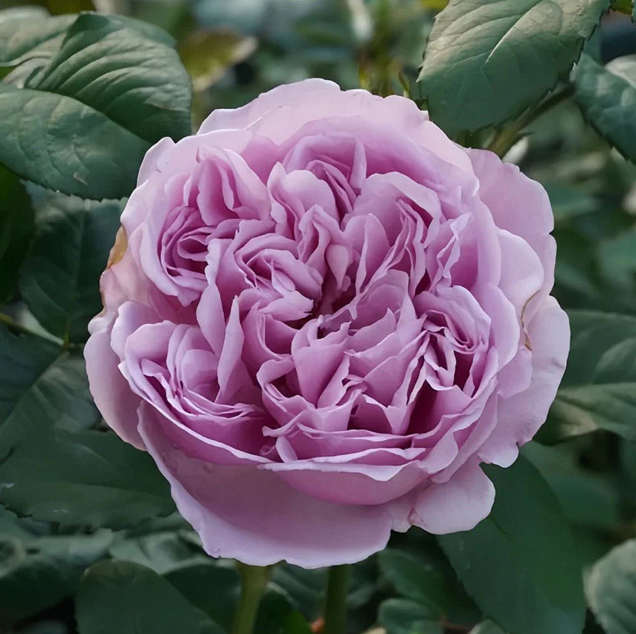 #SPJ136,Karen 卡伦/紫琪,Japanese Florist Shrub Rose. Heat-tolerant, disease-resistant,Non-Grafted/Own Root.