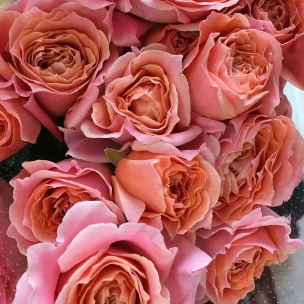 #SPJ070, Cheerleader 啦啦队长, Japanese Shrub Rose. Non-Grafted/Own Root.
