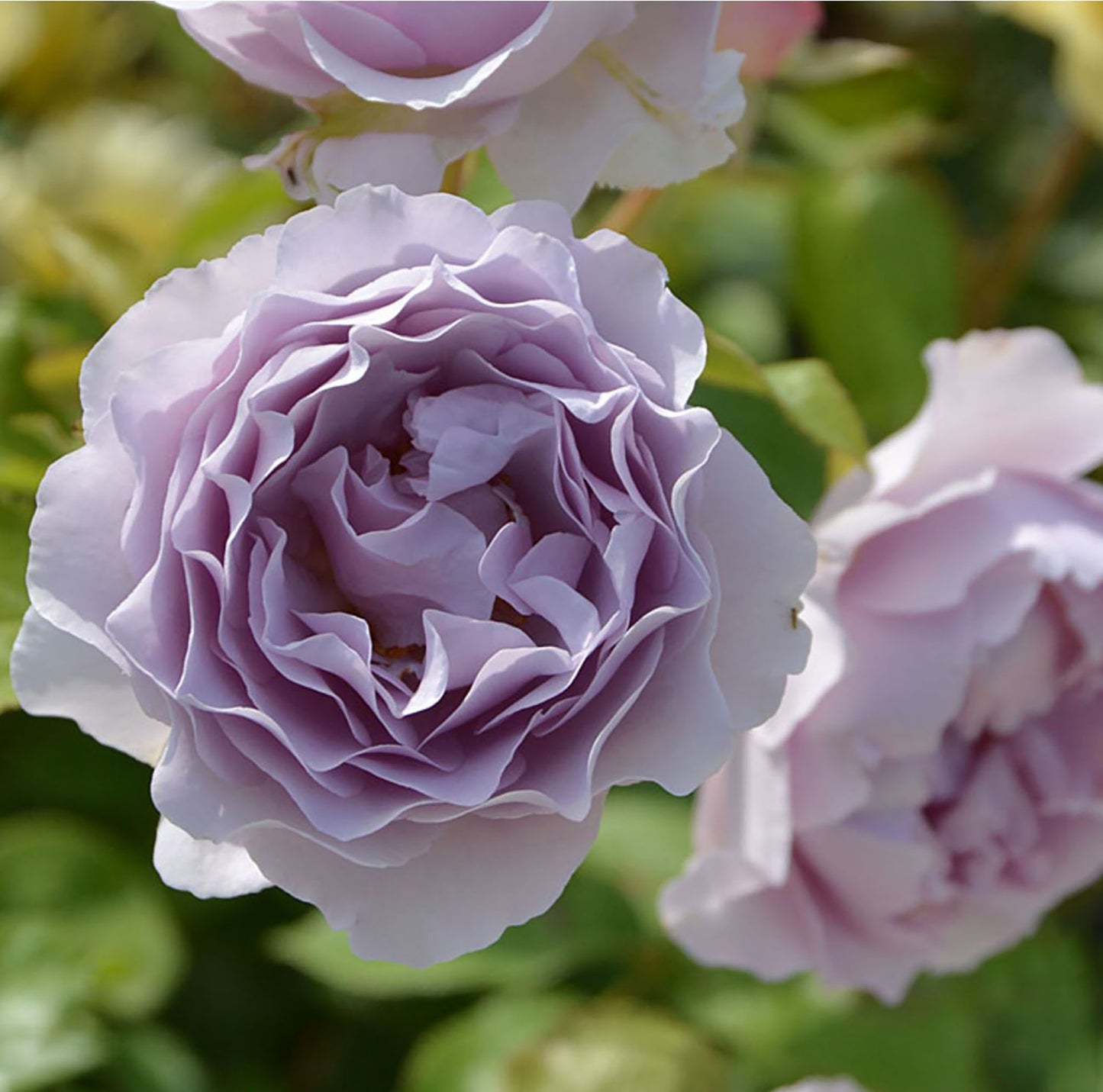 #SPJ157, NEW! Camille 卡米尔,Japanese Climbing Rose, Disease-resistant.