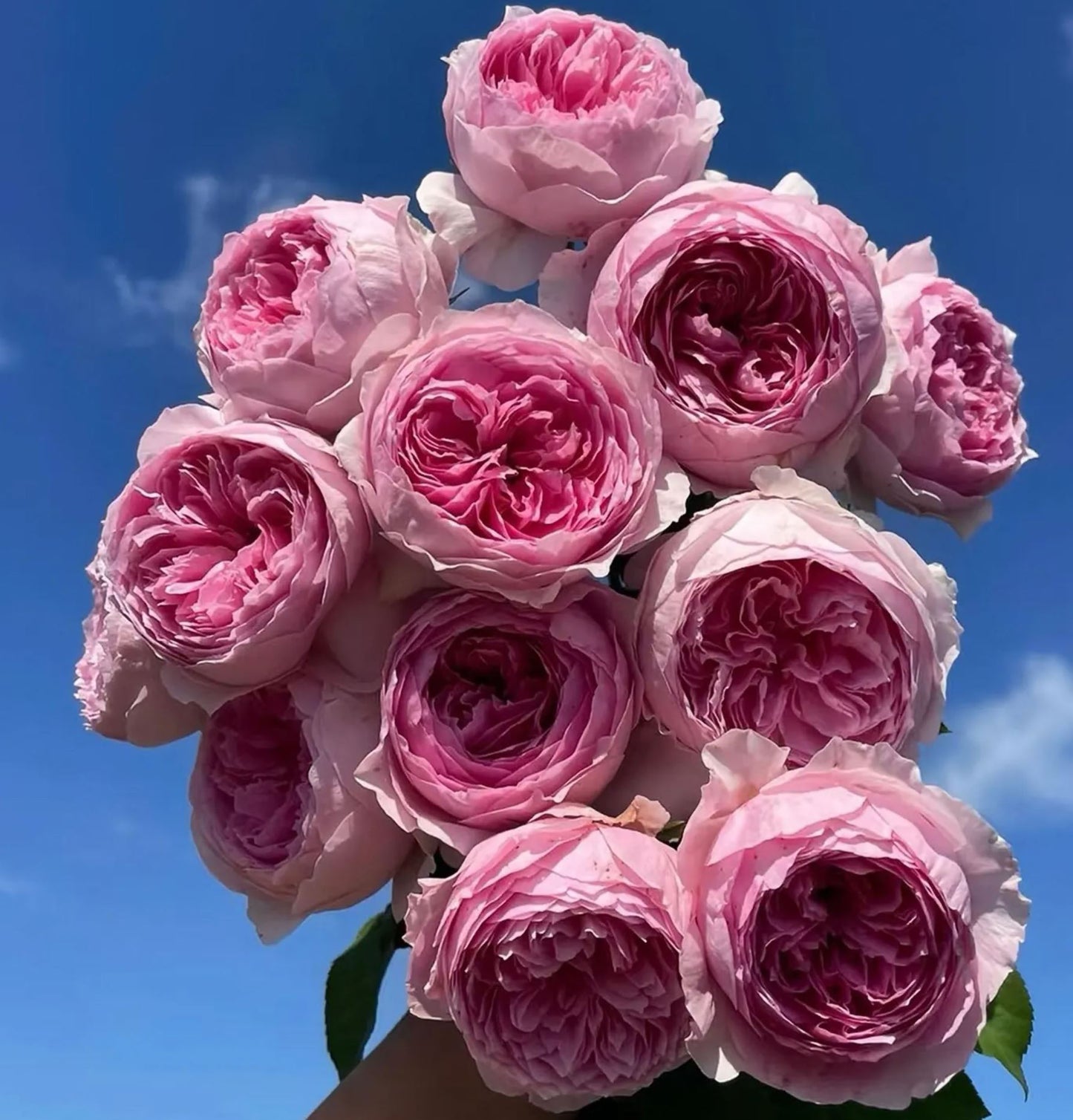 #SPC286, NEW! 2022. YuHuanMing 玉环鸣, Floribunda Rose. Non-Grafted/Own Root.