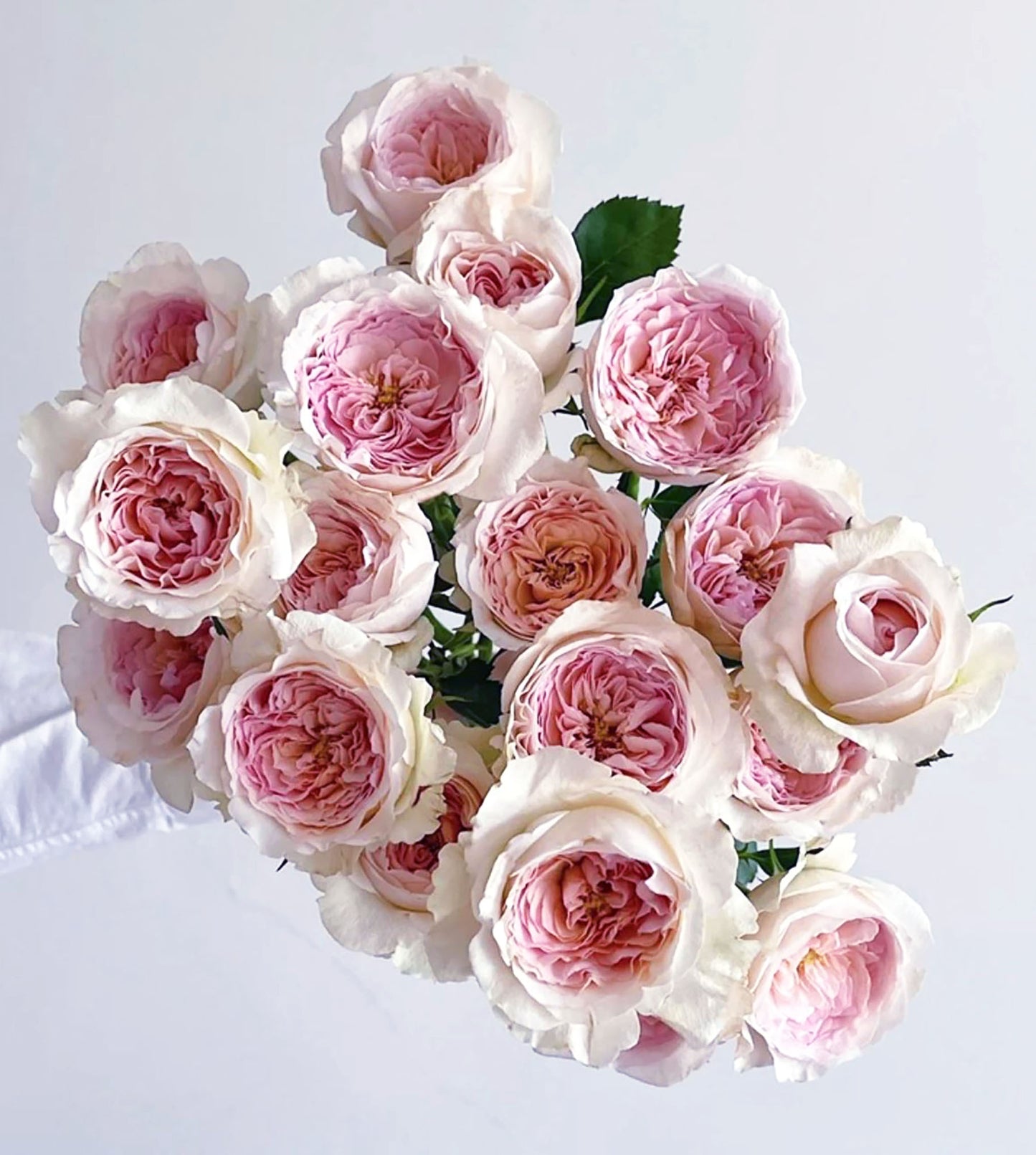 #SPN042,J'adore 真我, Floribunda, Florists Rose. Heat-tolerant, disease-resistant, Non-Grafted/Own Root.
