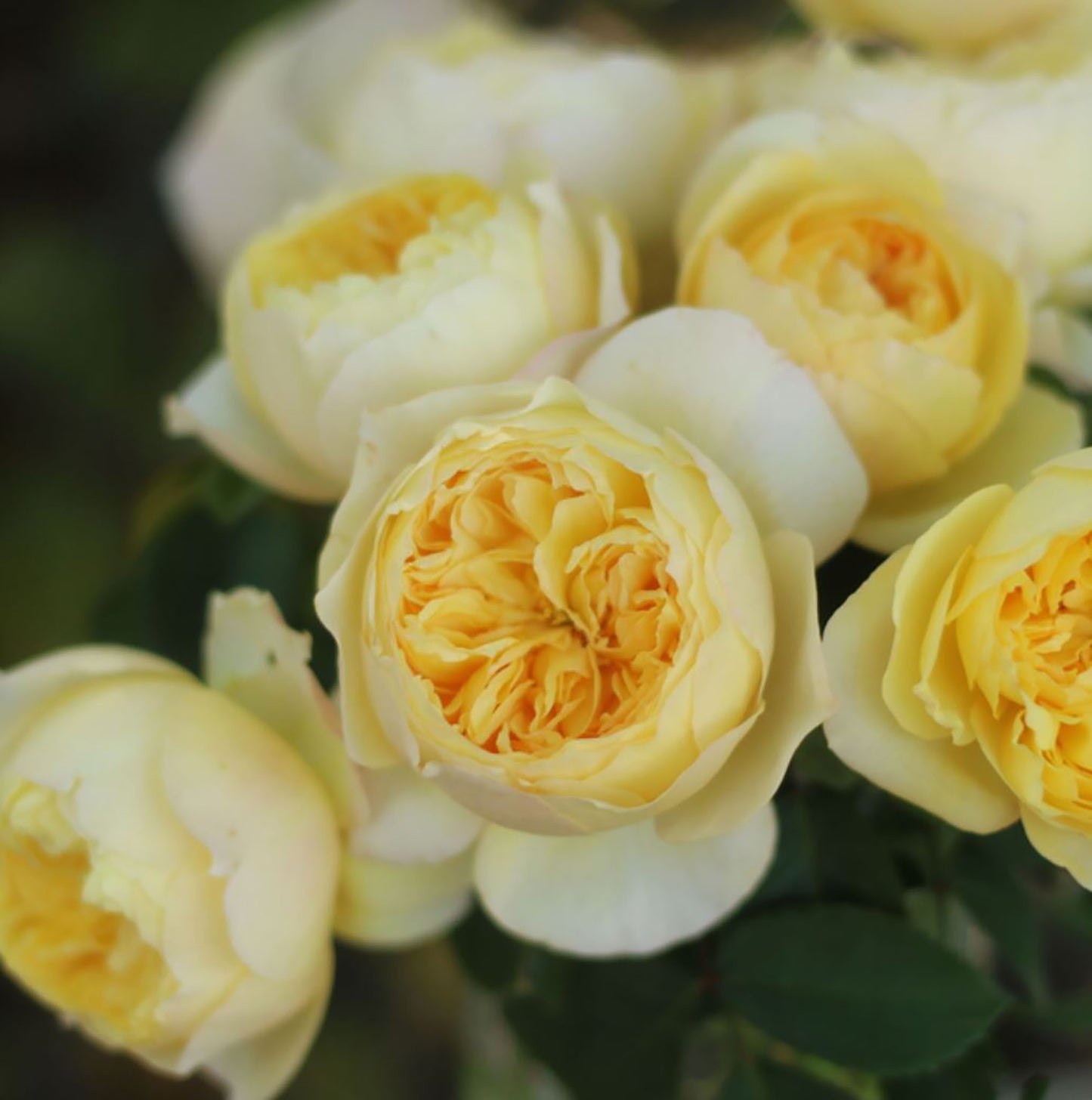 Bird's Whisper 雀啾 , Shrub Rose, Long Blooming Period, Resilience To High Humidity And Heat,Strong Disease Resistance, Own Root.