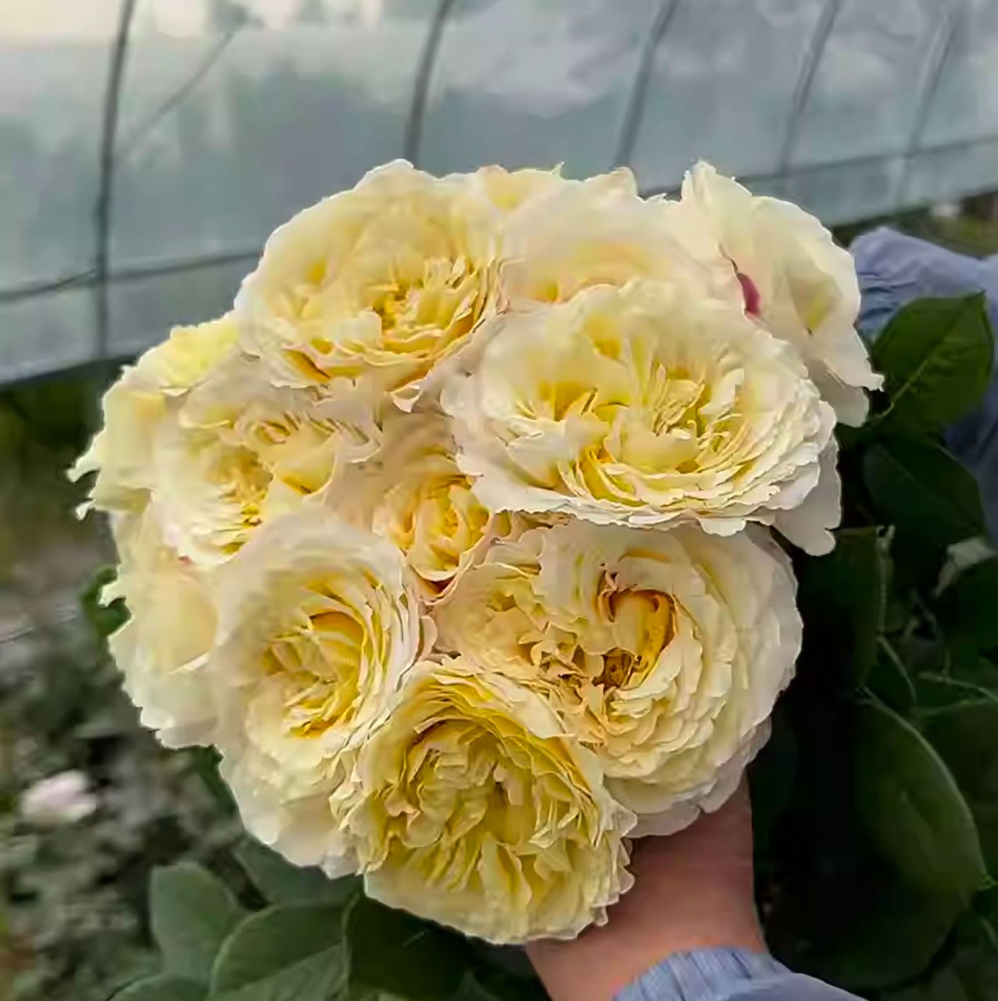 #SPF165, France Info 法国电台,Shrub Rose, Non-Grafted/Own Root.