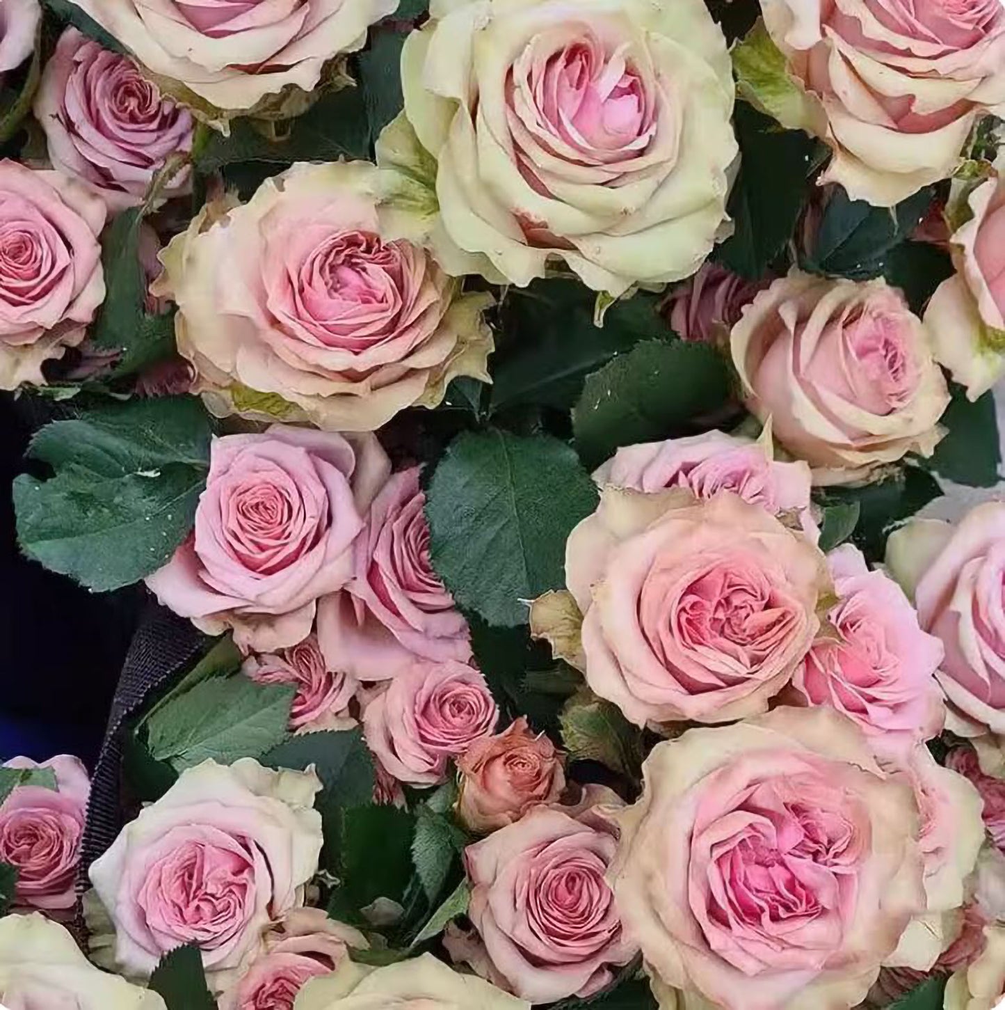 #SPN149,Retro Love 复古爱情,Netherlands Florist Shrub Rose,Heat-tolerant, Non-Grafted/Own Root.