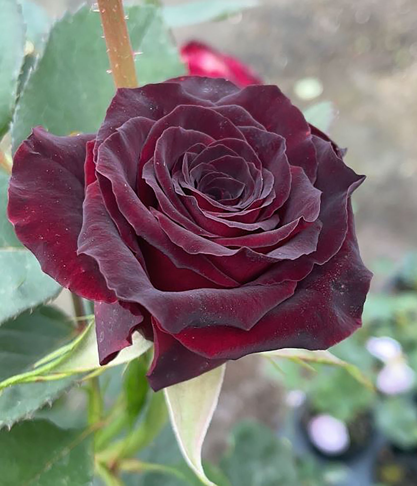 Black Baccara 黑巴克,Florist Shrub Rose, Non-Grafted/Own Root.
