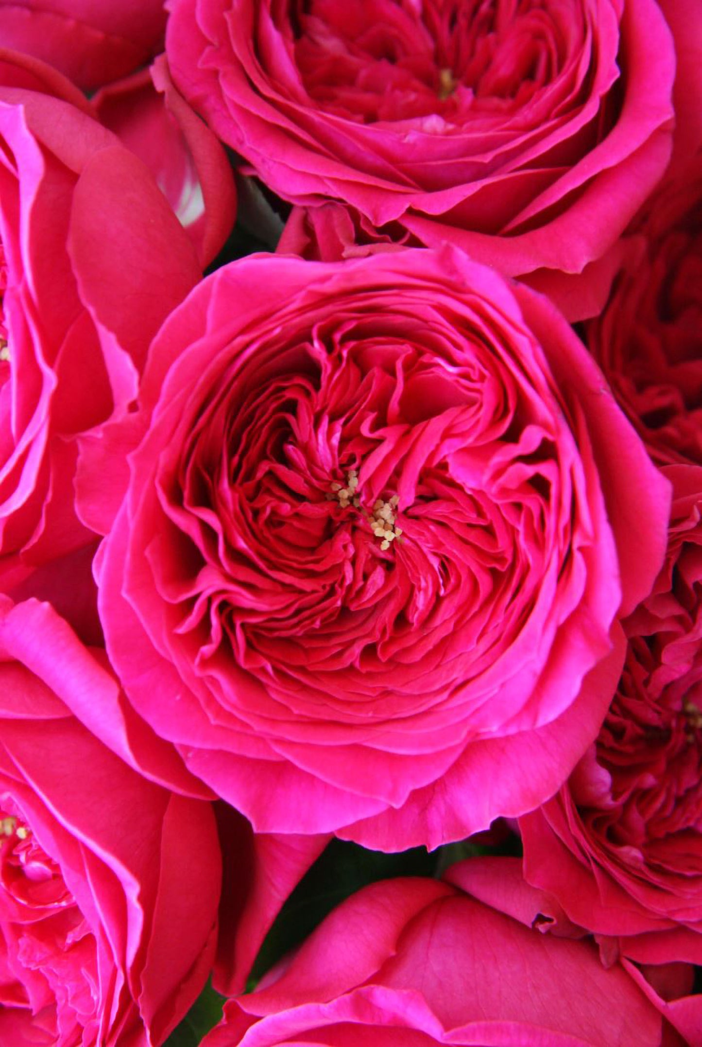 #SPJ171,Pas De Deux 双人芭蕾, Japanese Shrub Rose , Non-Grafted/Own Root.