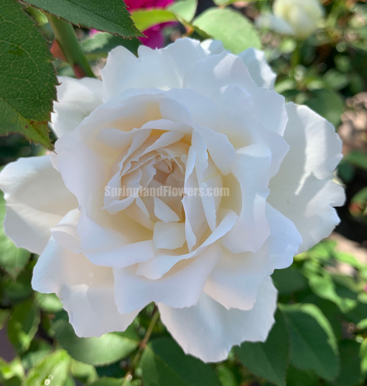 #SPJ089,Neoantique Cygne 新天鹅古董, Japanese Florist Shrub Rose, Non-Grafted/Own Root.