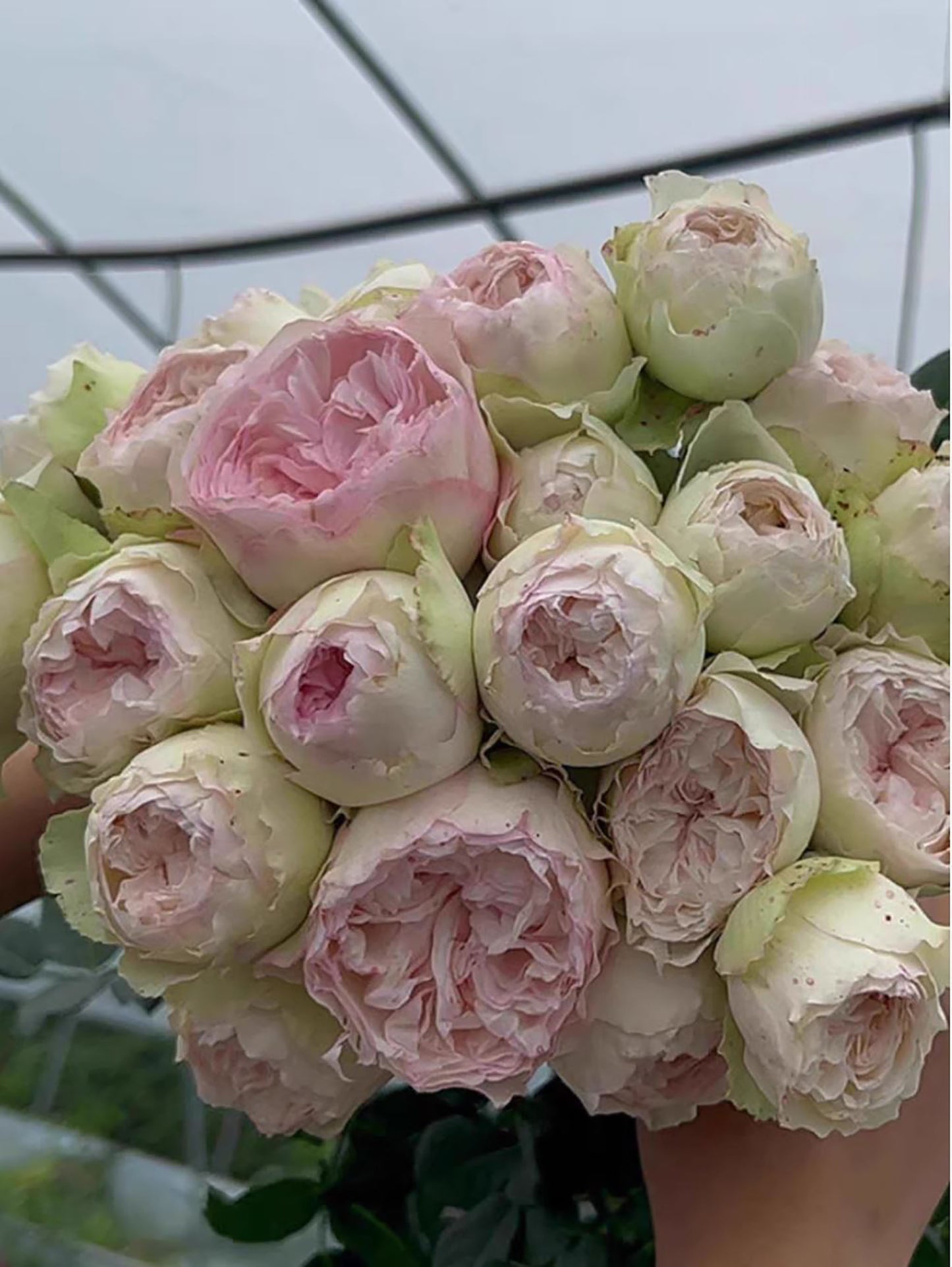 Strawberry Pie 草莓派,Chinese Shrub Rose, Non-Grafted/Own Root.