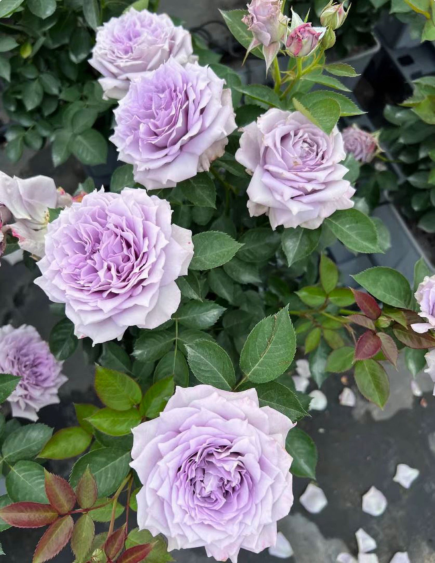 Lavender Moonlight 紫月光,Chinese Floribunda Rose, Non-Grafted/Own Root.