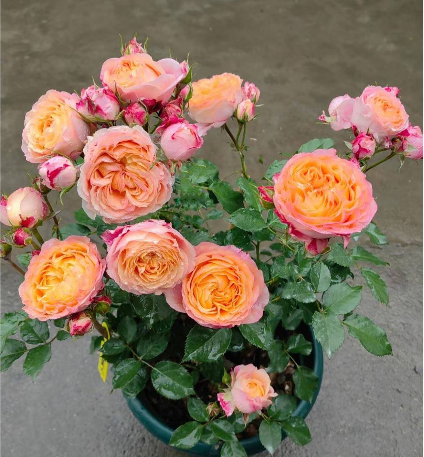 #SPC205,Expanse of Blossom 梦幻美人/大花美人, Chinese Shrub Rose, Non-Grafted/Own Root.
