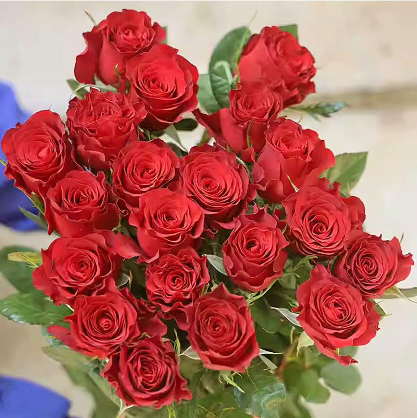 Rose Red Plateau 高原红,Non-Grafted/Own Root.