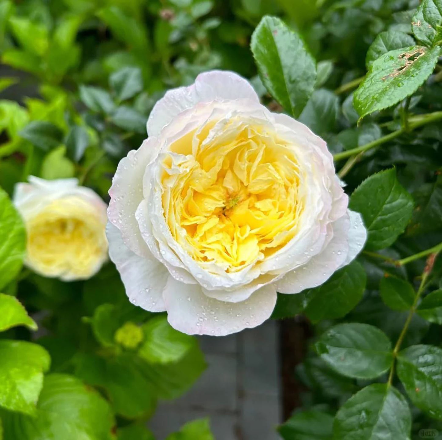 Amnesty International 大赦国际/柠檬雪酪,French Climbing Rose, Strong fragrance. Large. Heat Resistant.Non-Grafted/Own Root.