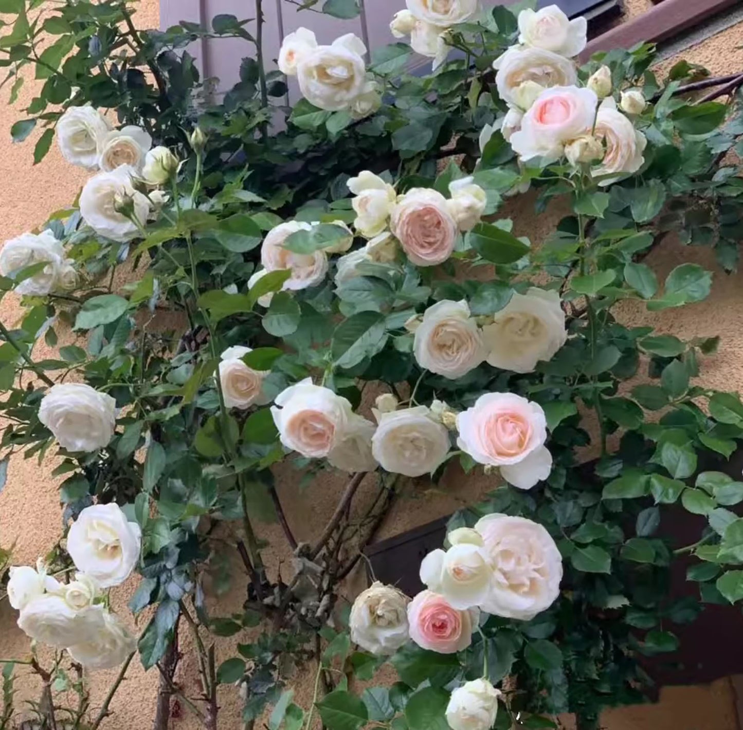 White Eden Climber 白色龙沙宝石,Non-Grafted/Own Root
