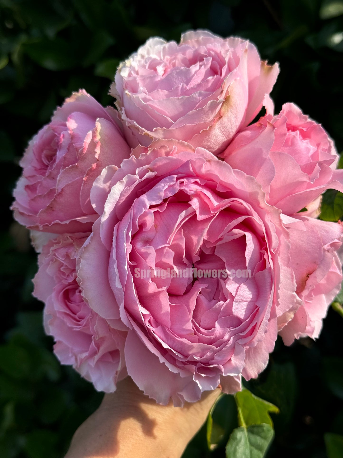 #SPJ056 , Elegant Dress 典雅礼服, Japanese Florist Shrub Rose, Non-Grafted/Own Root.