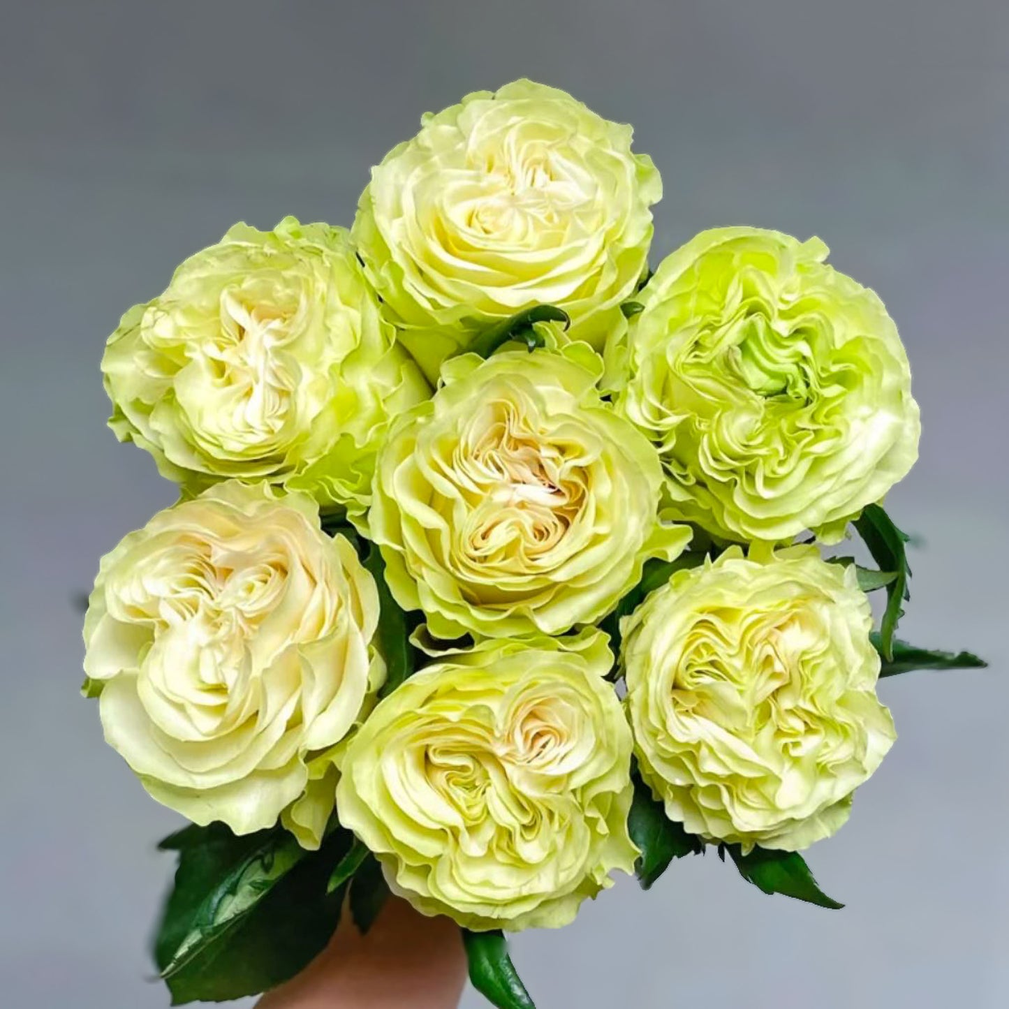 #SPN118,extremely similar to Dynamic 琉璃翠, Netherlands Florist Shrub Rose.