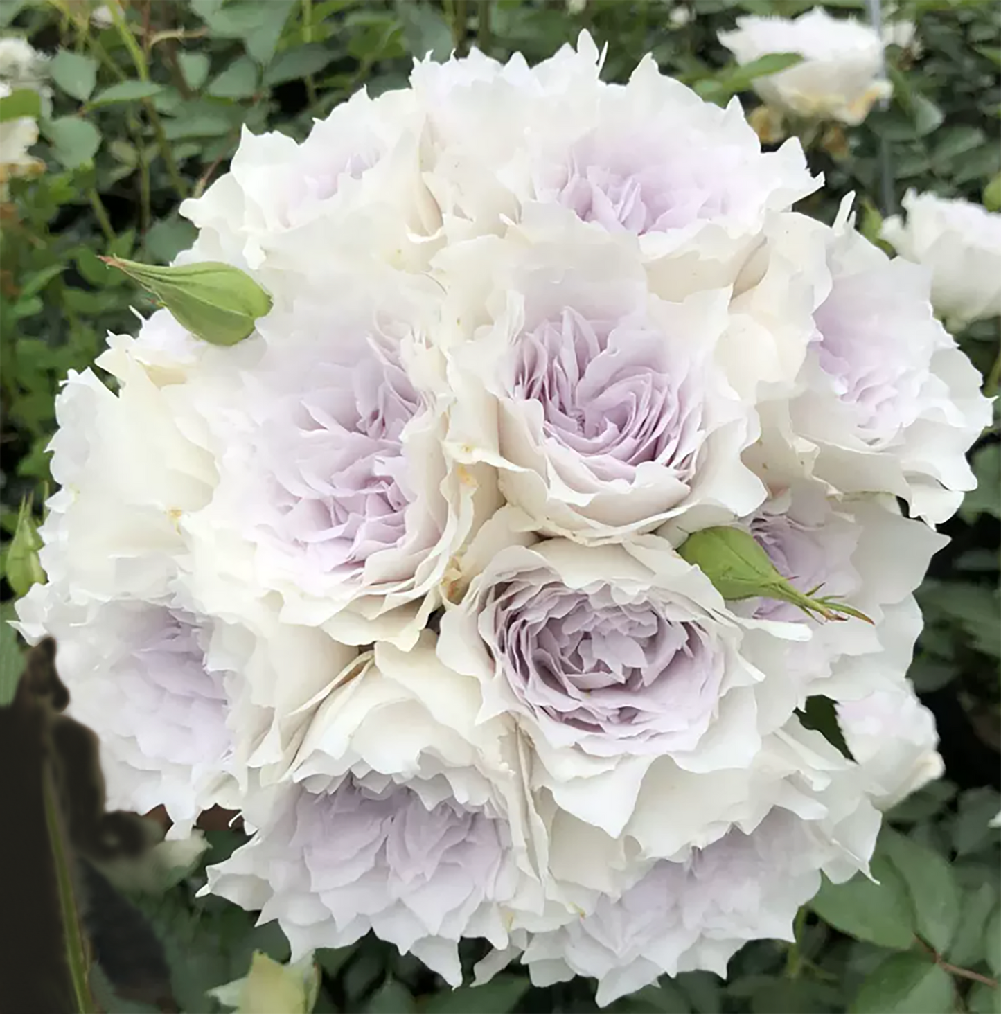 #SPJ078,Gabriel 加百列大天使, Japanese Shrub Rose, Strong fragrance. Non-Grafted/Own Root.