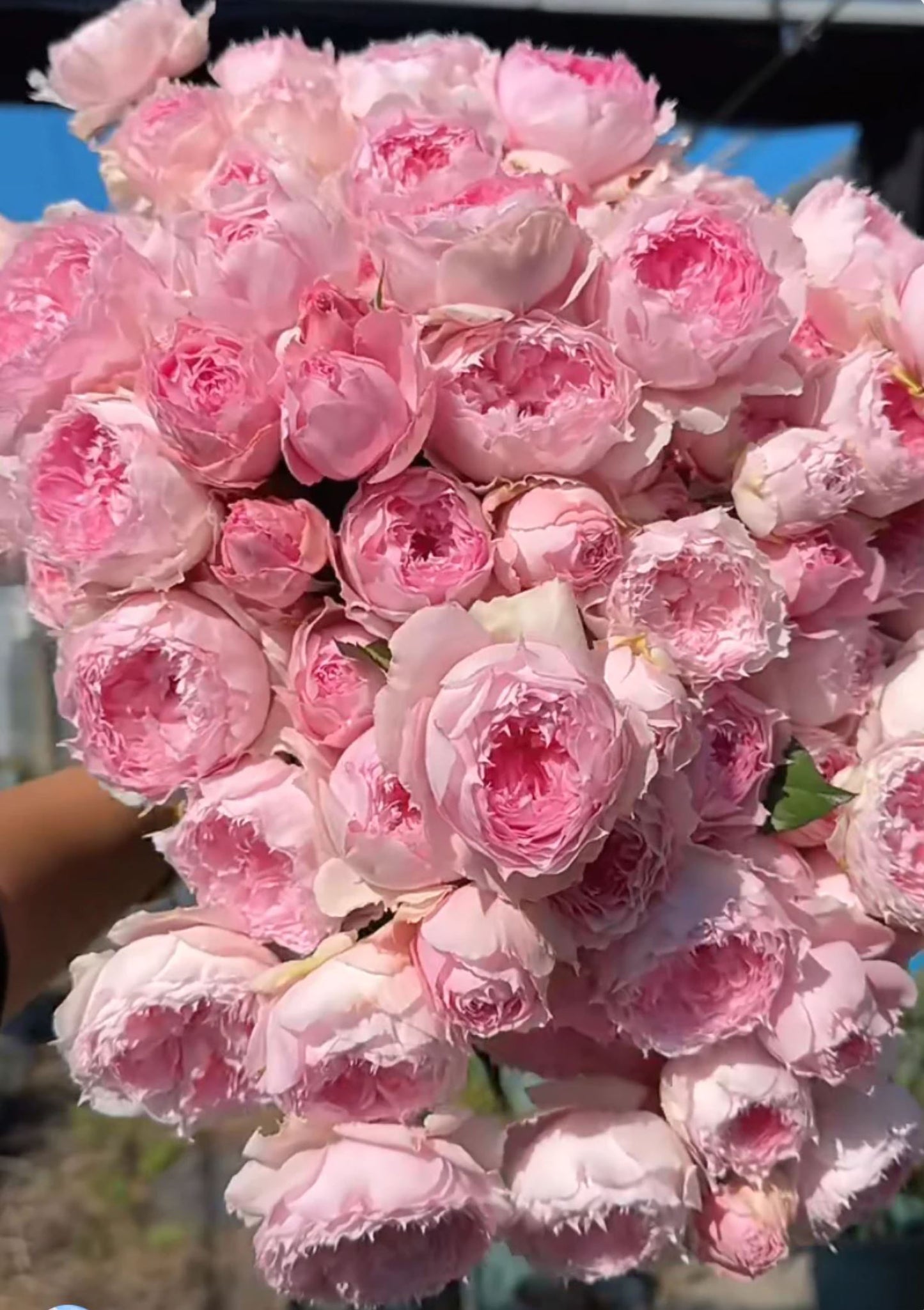 #SPC226, RongRongYue 溶溶月,Chinese Floribunda Rose.