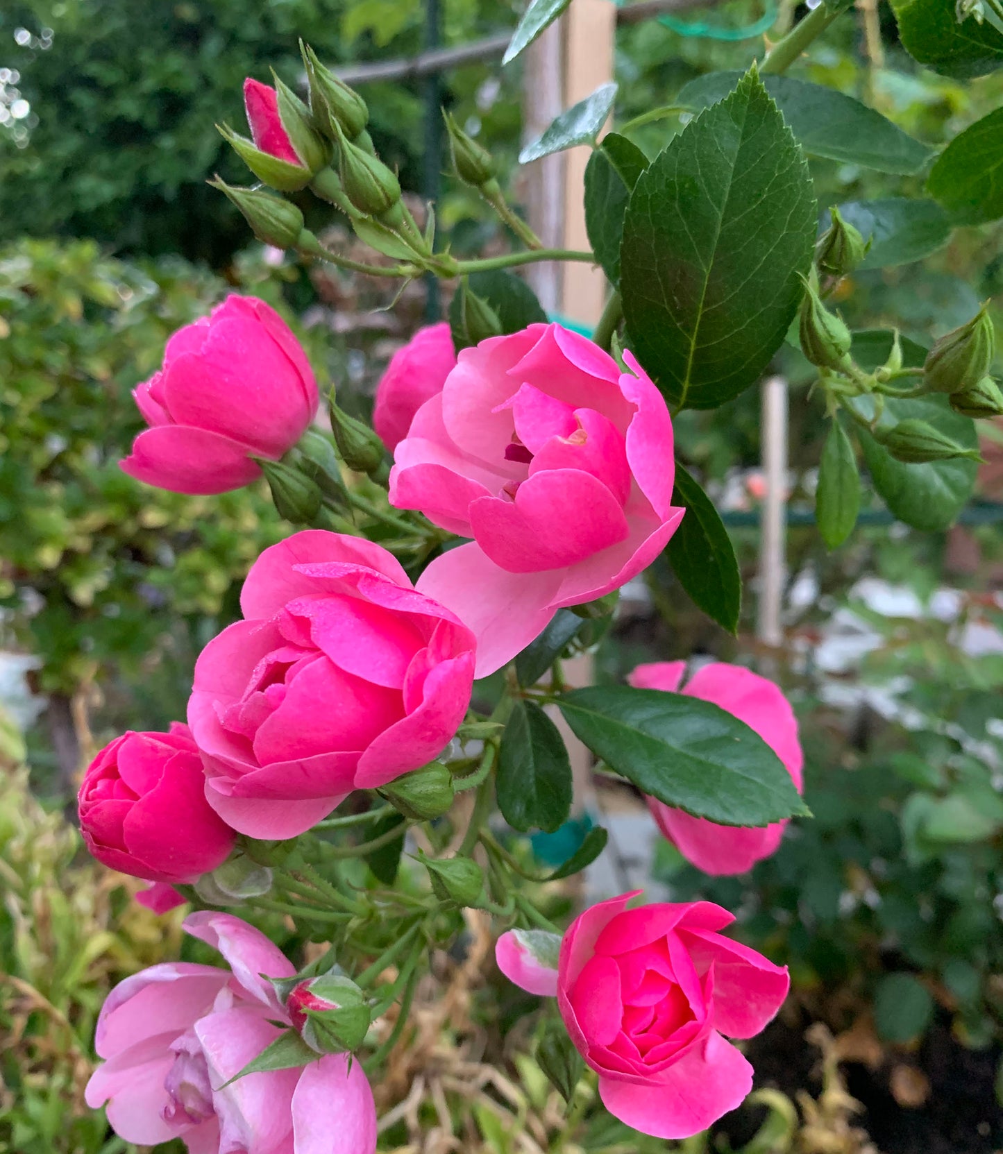 #SPG006 ,Angela 安吉拉, Floribunda, Climbing Rose. Non-Grafted/Own Root.