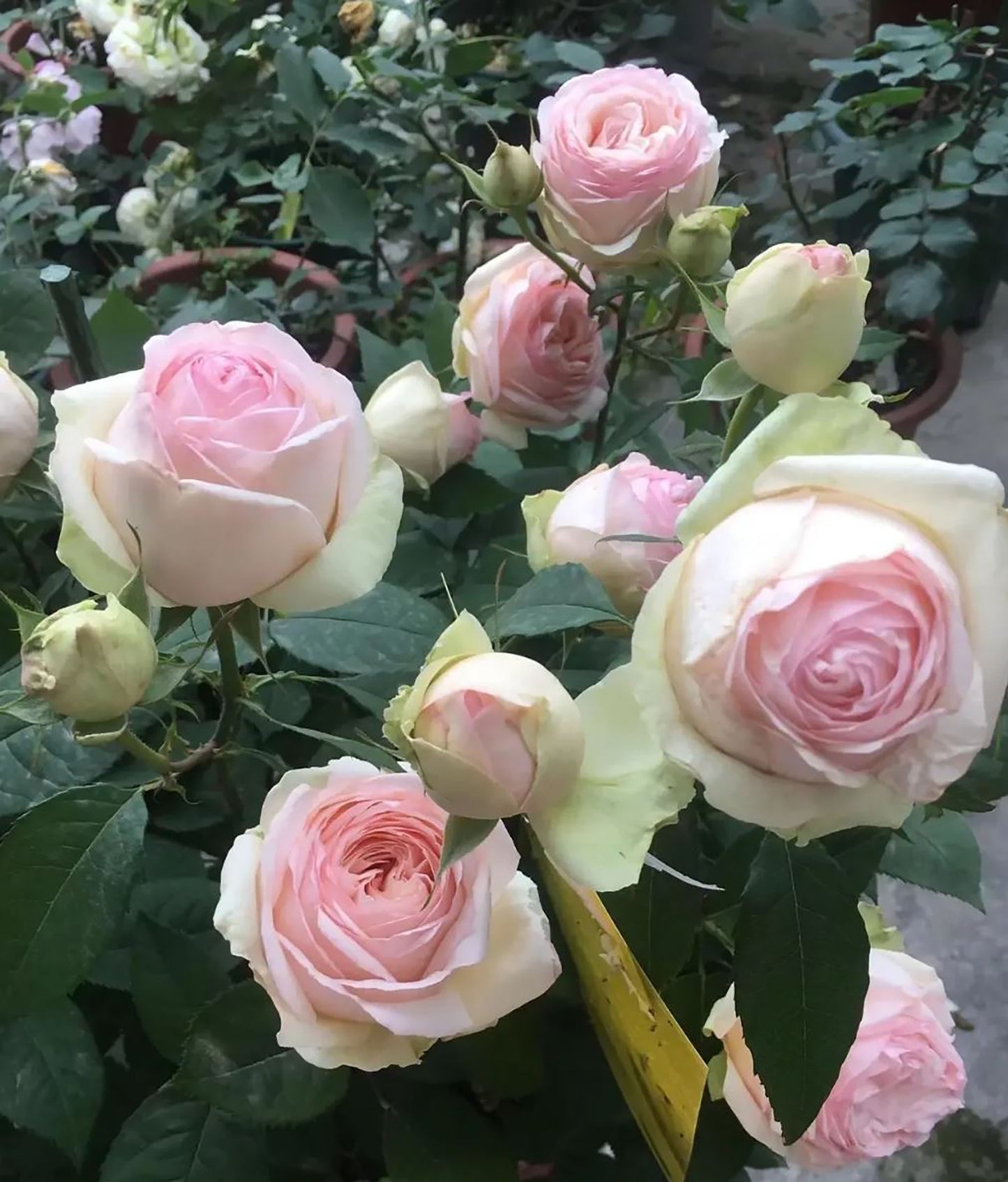 #SPJ179,Mona Lisa 蒙娜丽莎, Japanese Shrub Rose, Non-Grafted/Own Root.