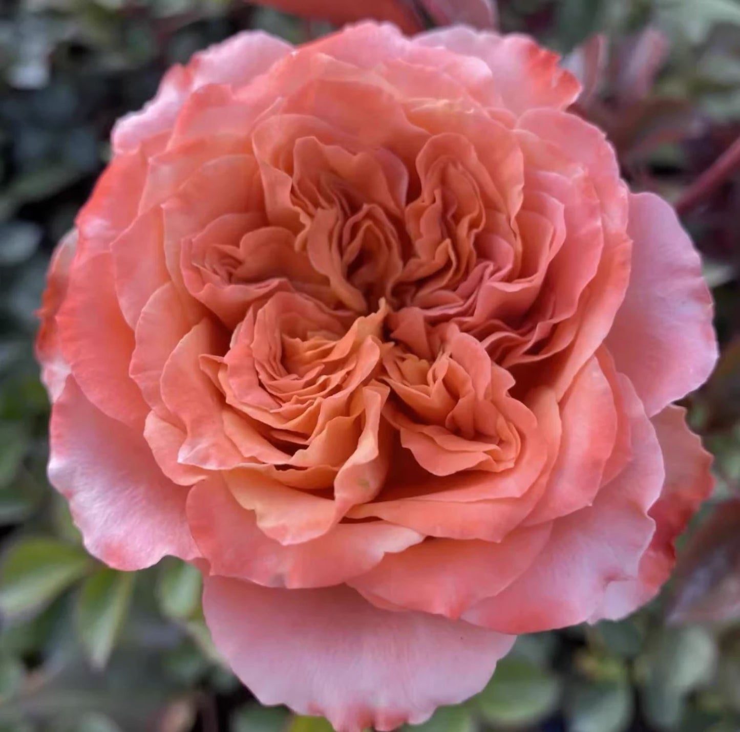 #SPN163,Funky Peach 方可桃,Florist Cutting Rose,Non-Grafted/Own Root.