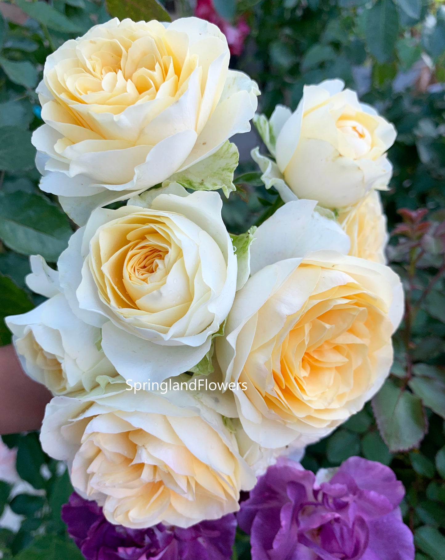 #SPN014, Butter Cup 奶油杯, Netherlands Florist Shrub Rose. disease-resistant, Non-Grafted/Own Root.